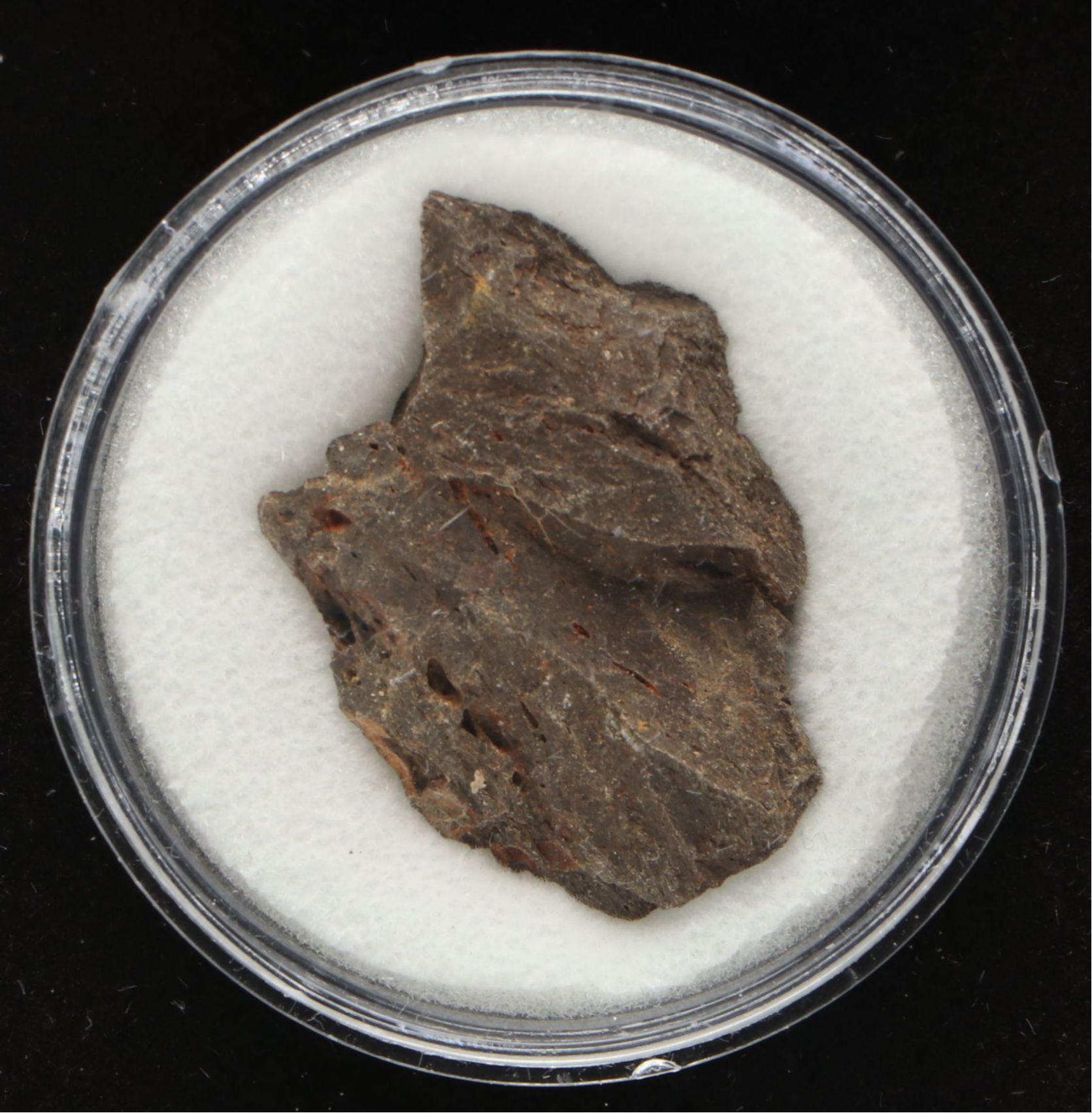 Tyrannosaurus Rex Bone Fossil