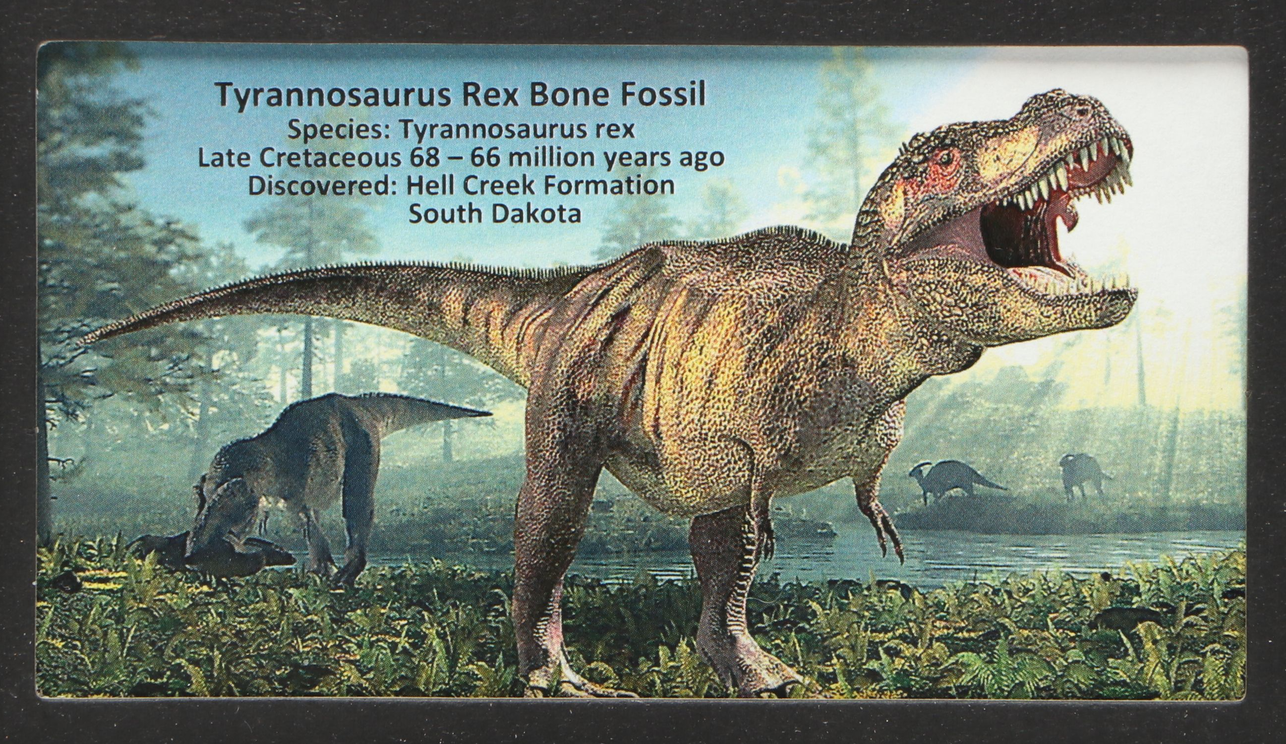 Tyrannosaurus Rex Bone Fossil