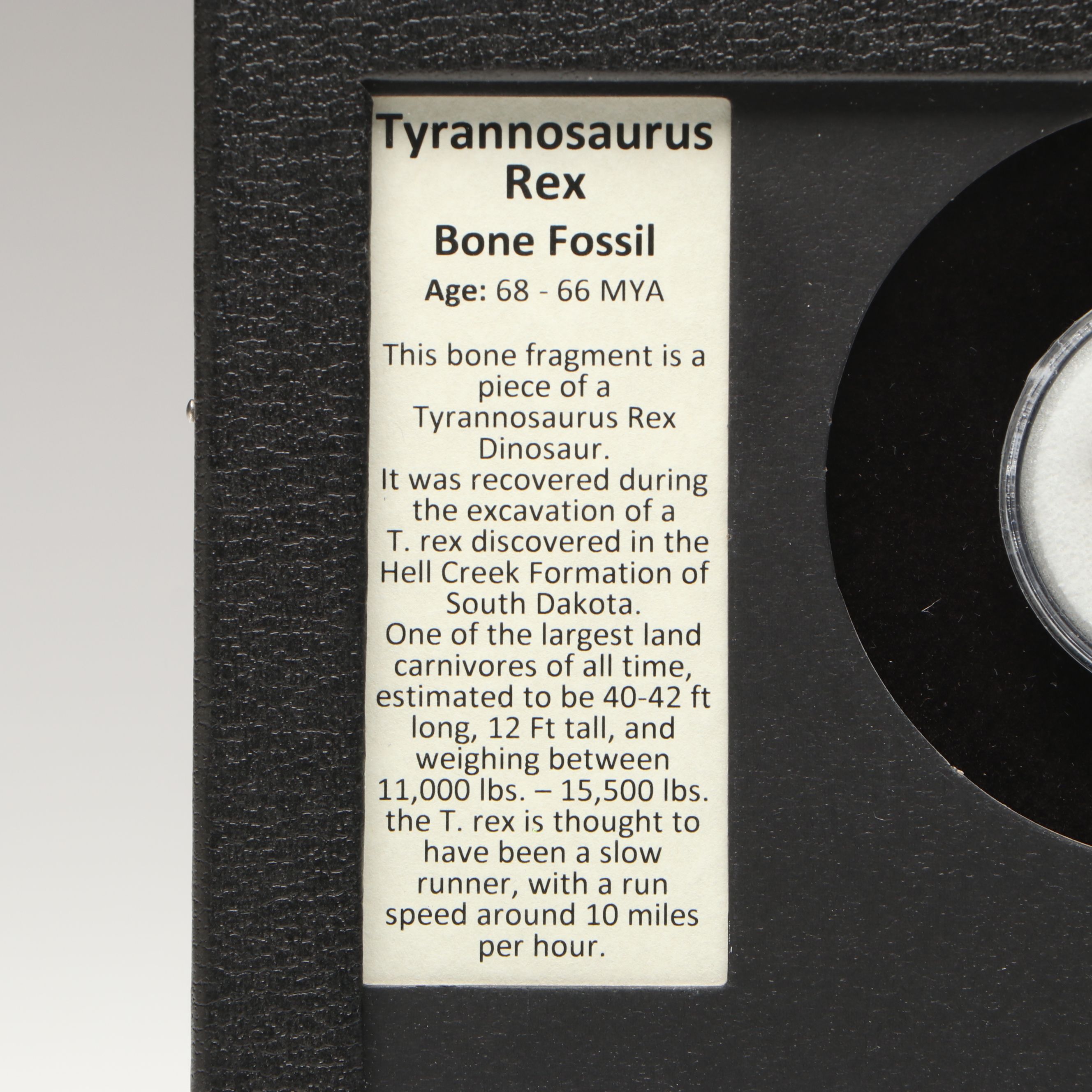 Tyrannosaurus Rex Bone Fossil