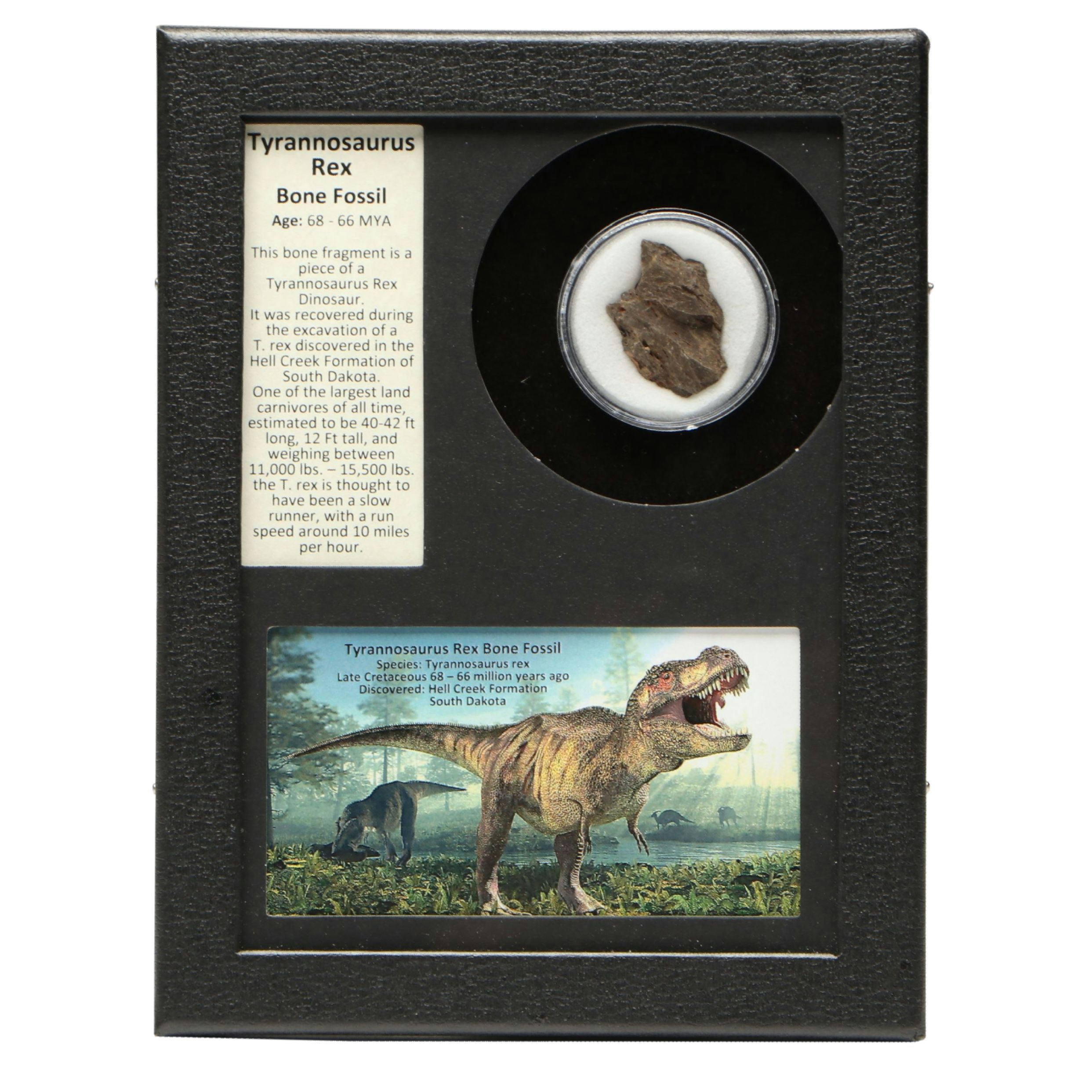 Tyrannosaurus Rex Bone Fossil