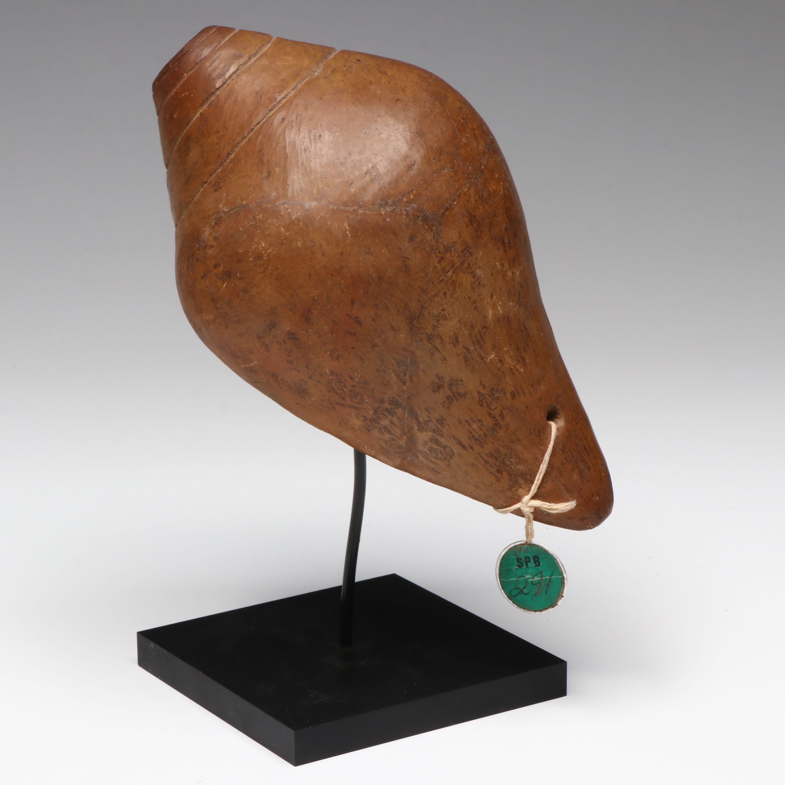 Colima Pottery Conch Seashell, Circa 100 BCE–250 CE