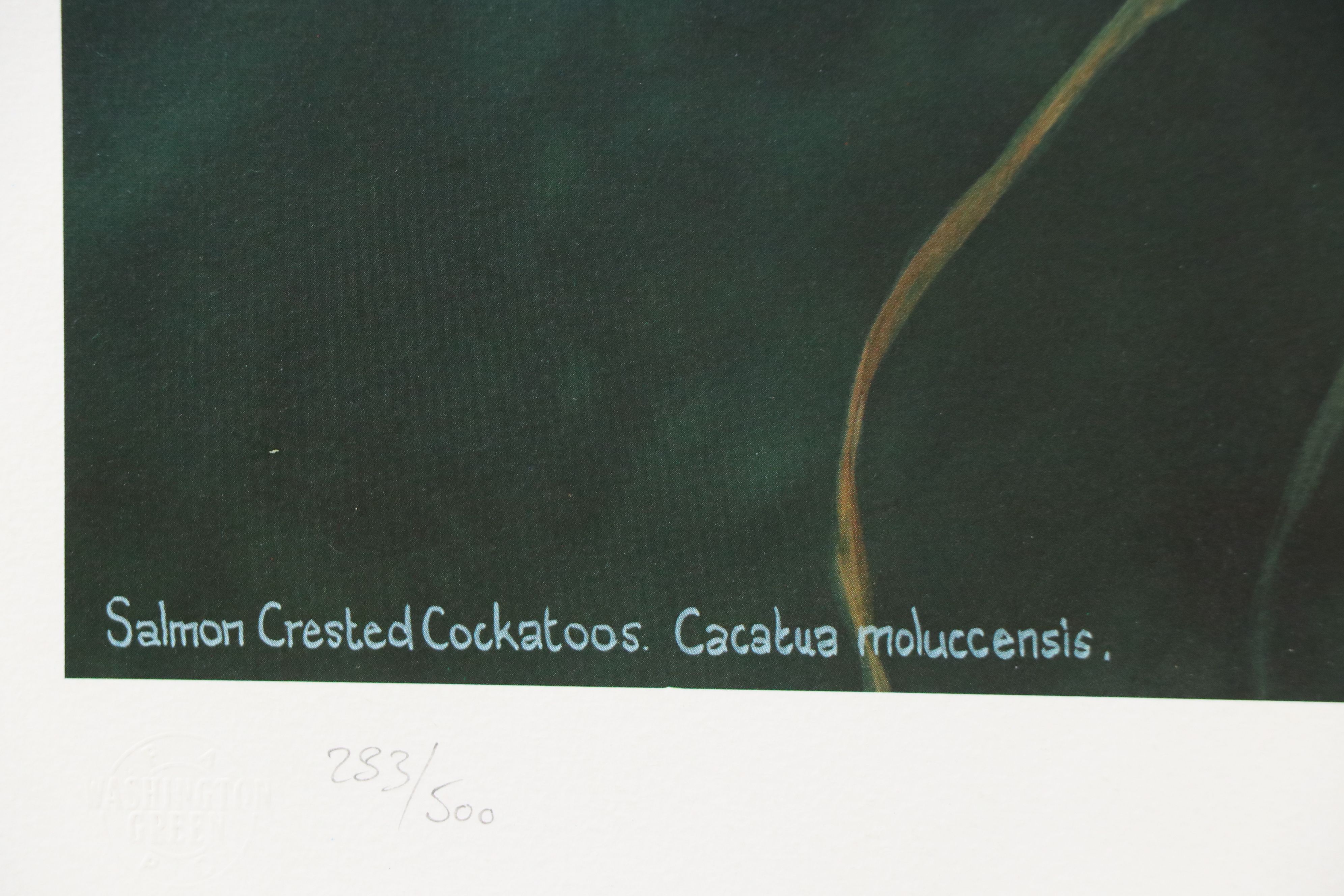 Offset Lithographs "Jaguar" and "Salmon Crested Cockatoo," 1974 and 1996