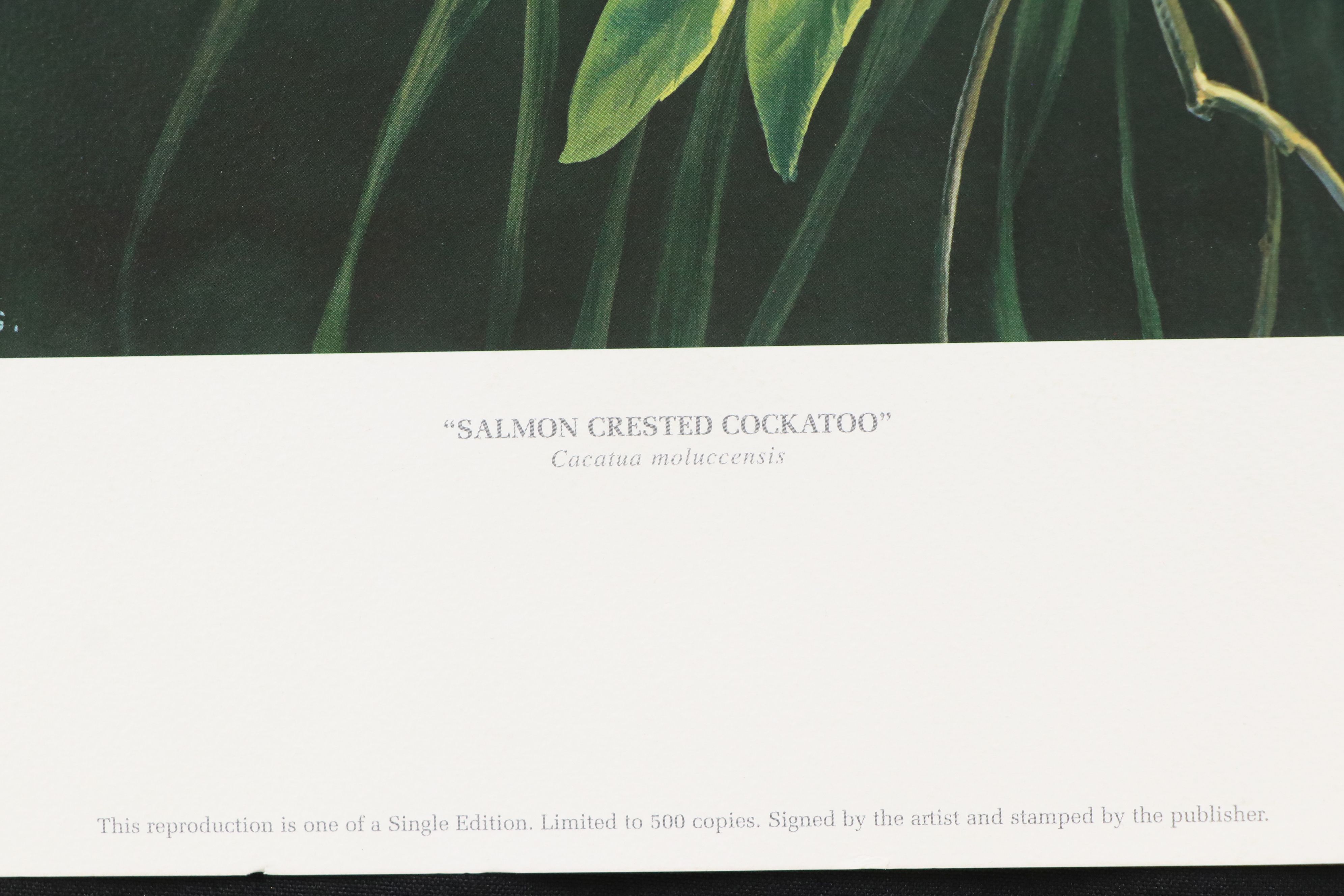 Offset Lithographs "Jaguar" and "Salmon Crested Cockatoo," 1974 and 1996