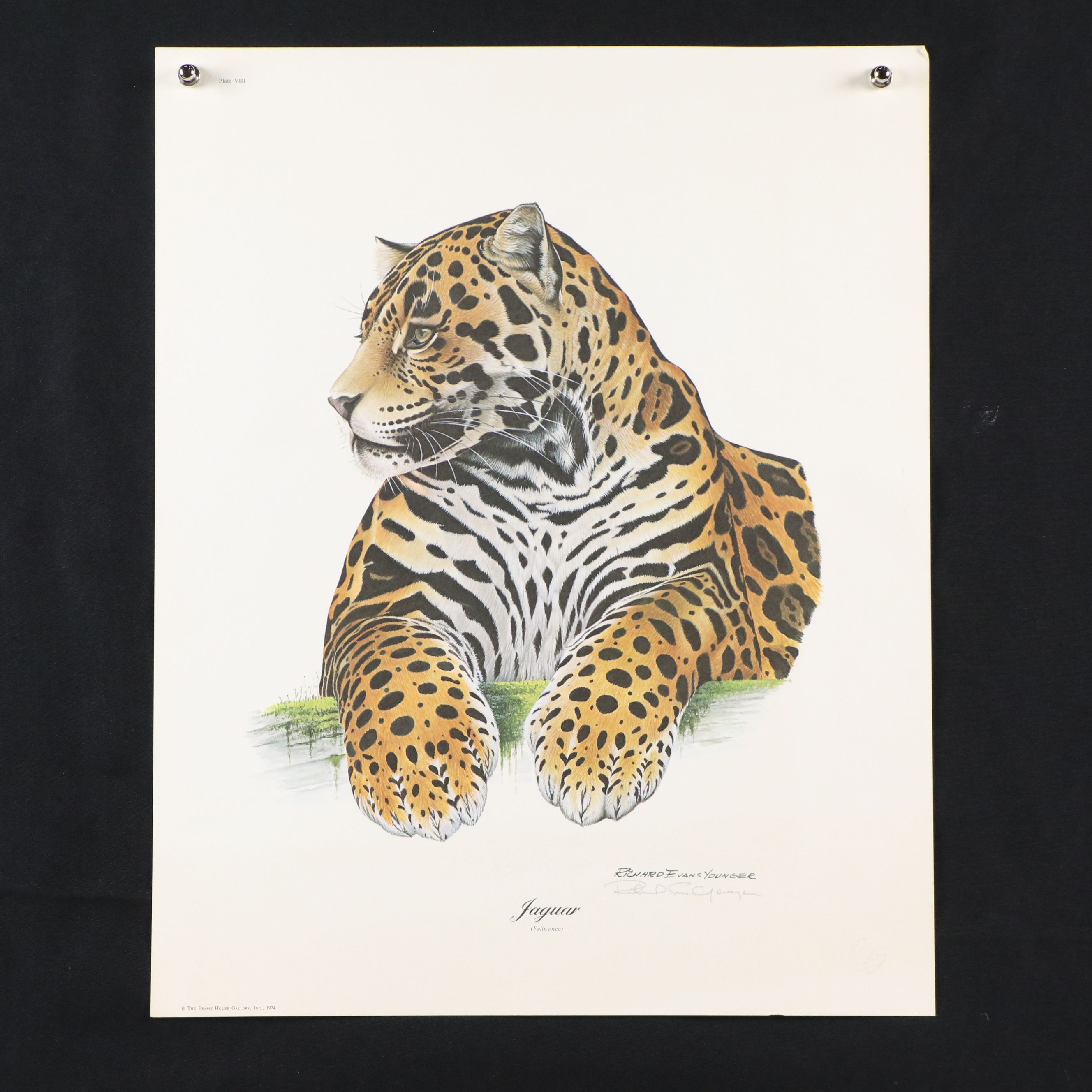 Offset Lithographs "Jaguar" and "Salmon Crested Cockatoo," 1974 and 1996