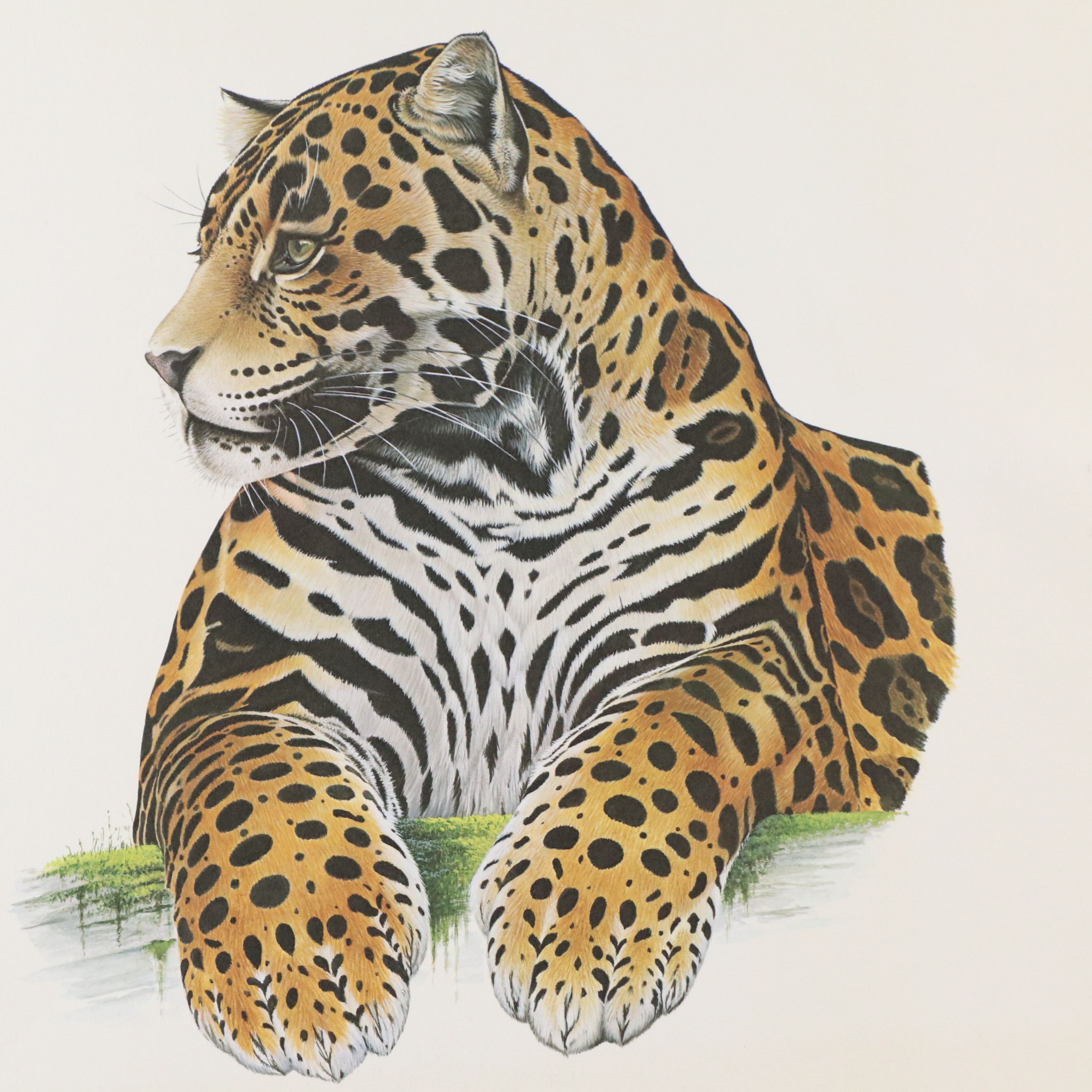 Offset Lithographs "Jaguar" and "Salmon Crested Cockatoo," 1974 and 1996