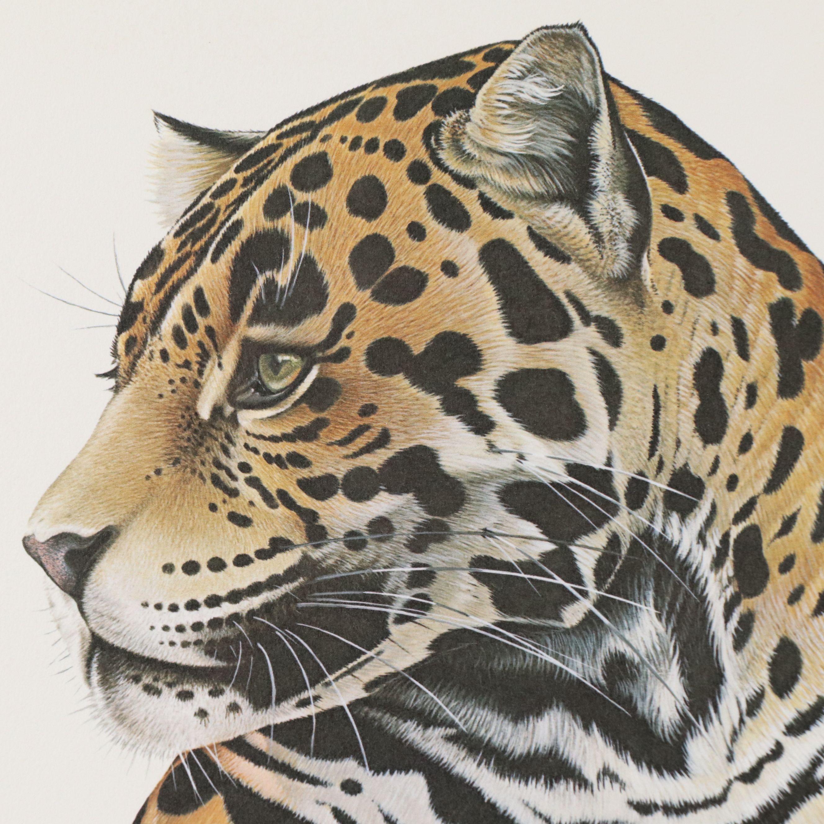 Offset Lithographs "Jaguar" and "Salmon Crested Cockatoo," 1974 and 1996