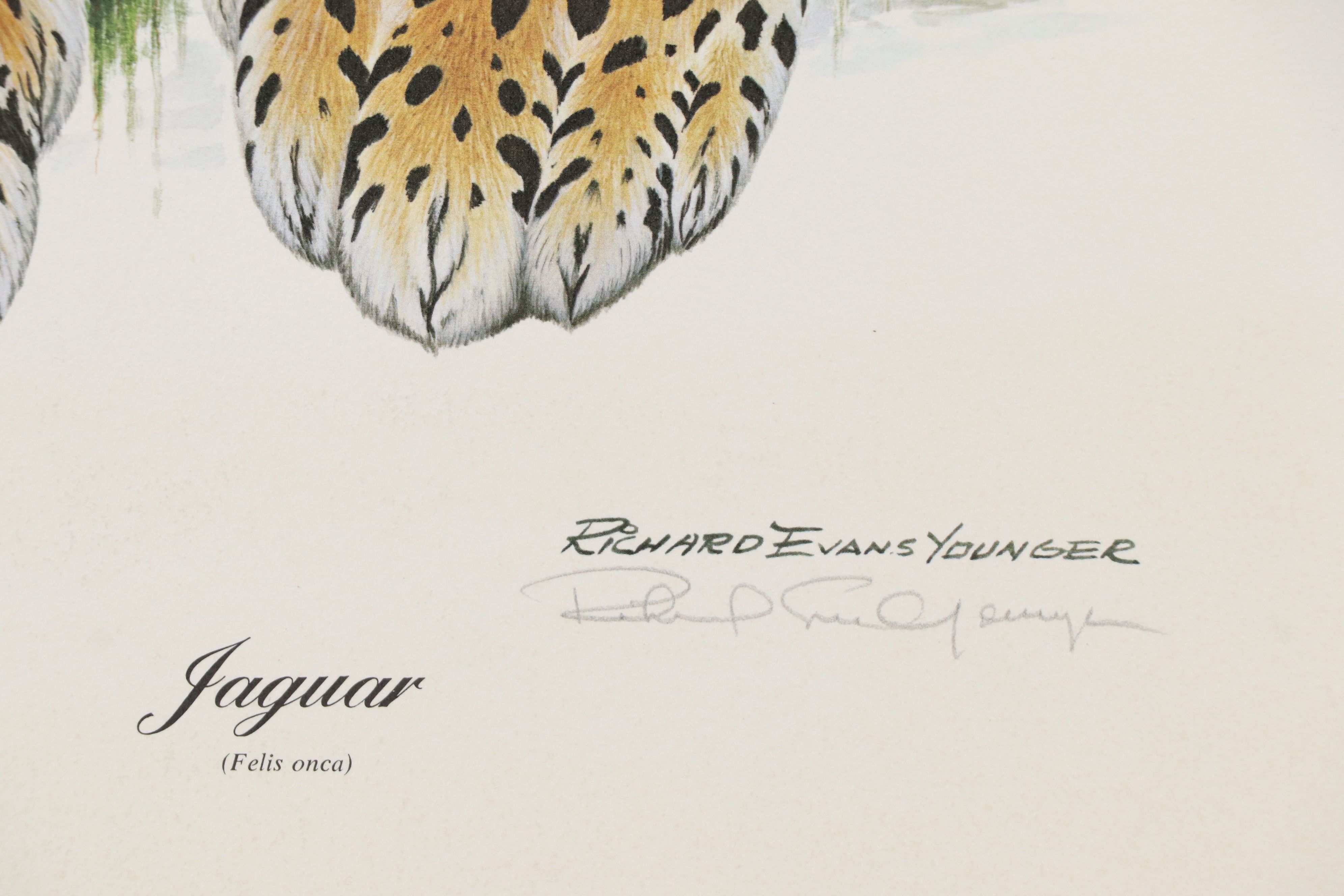 Offset Lithographs "Jaguar" and "Salmon Crested Cockatoo," 1974 and 1996