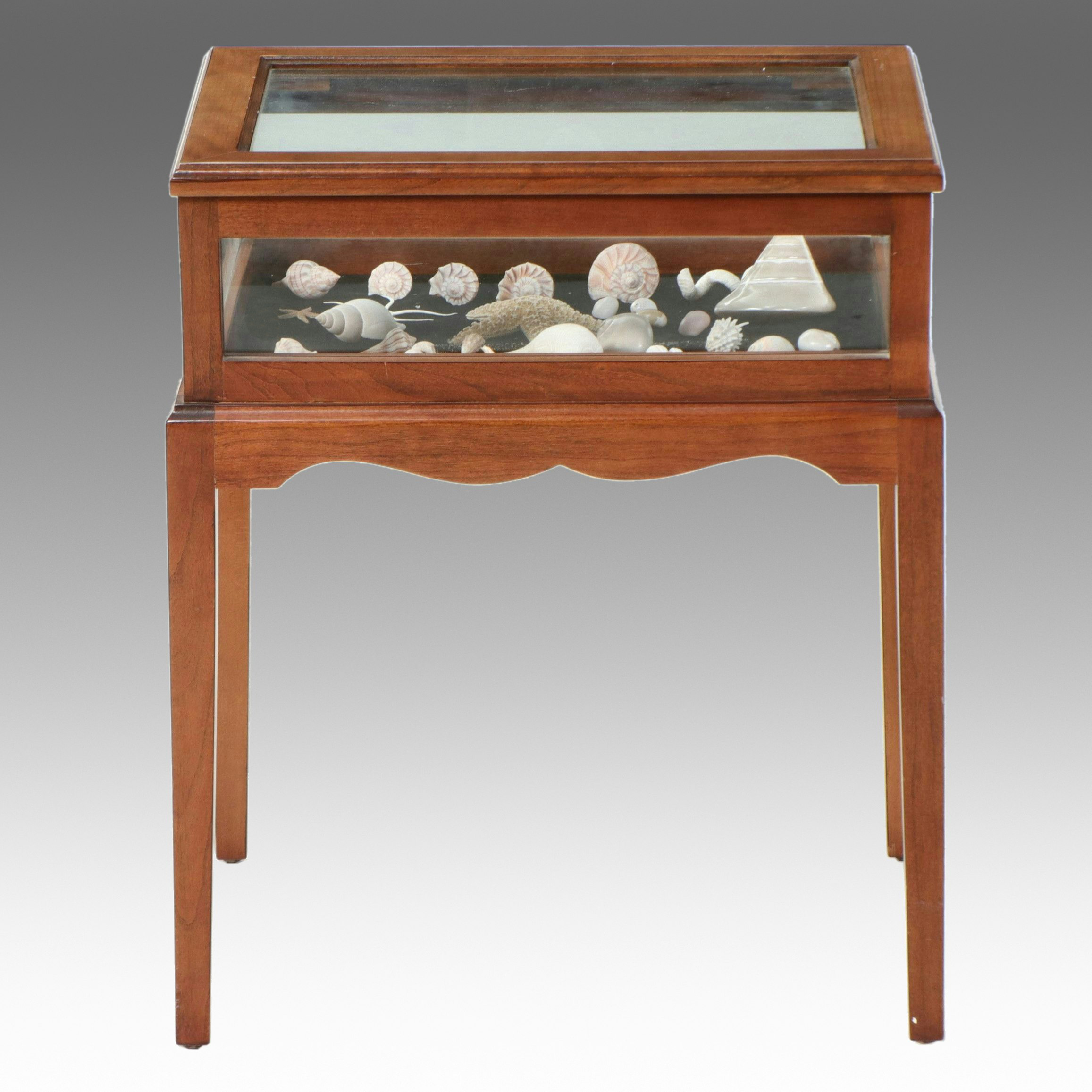 Vitrine Table with Starfish, Turbo Shell and Lightning Whelks Display