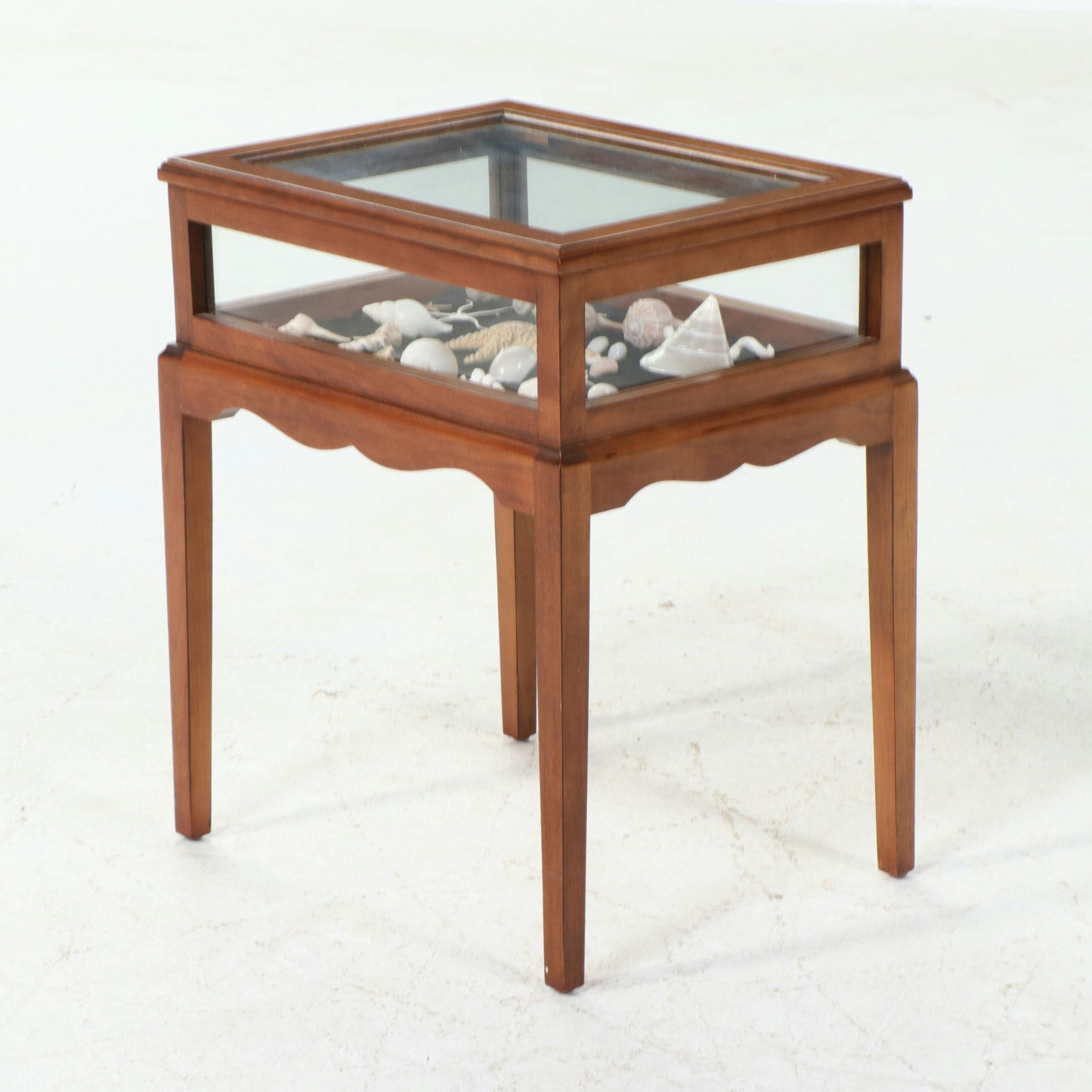 Vitrine Table with Starfish, Turbo Shell and Lightning Whelks Display
