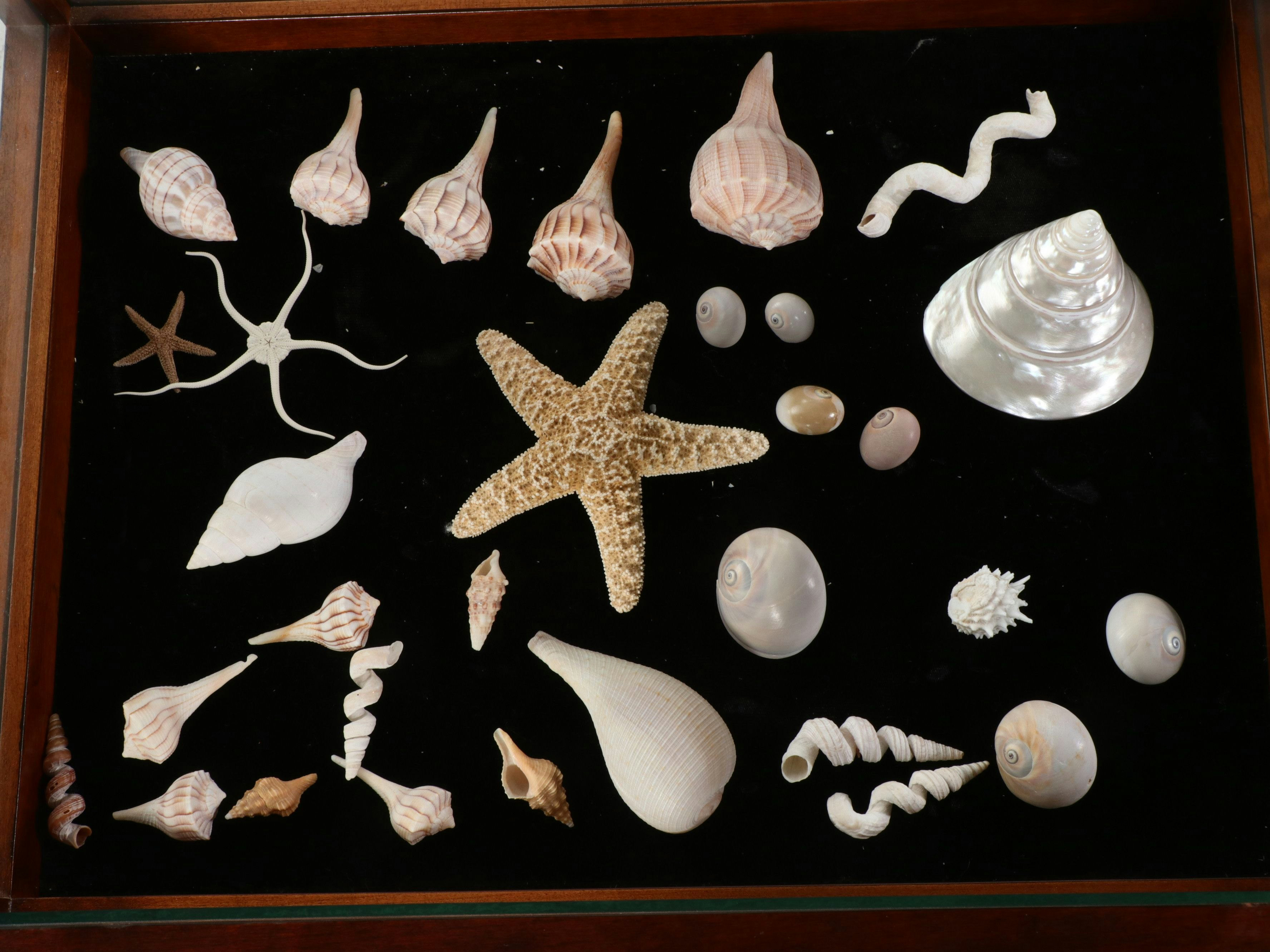 Vitrine Table with Starfish, Turbo Shell and Lightning Whelks Display