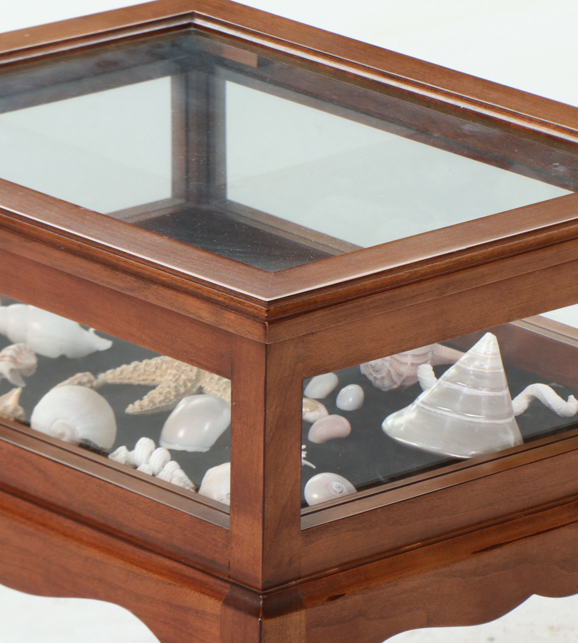 Vitrine Table with Starfish, Turbo Shell and Lightning Whelks Display