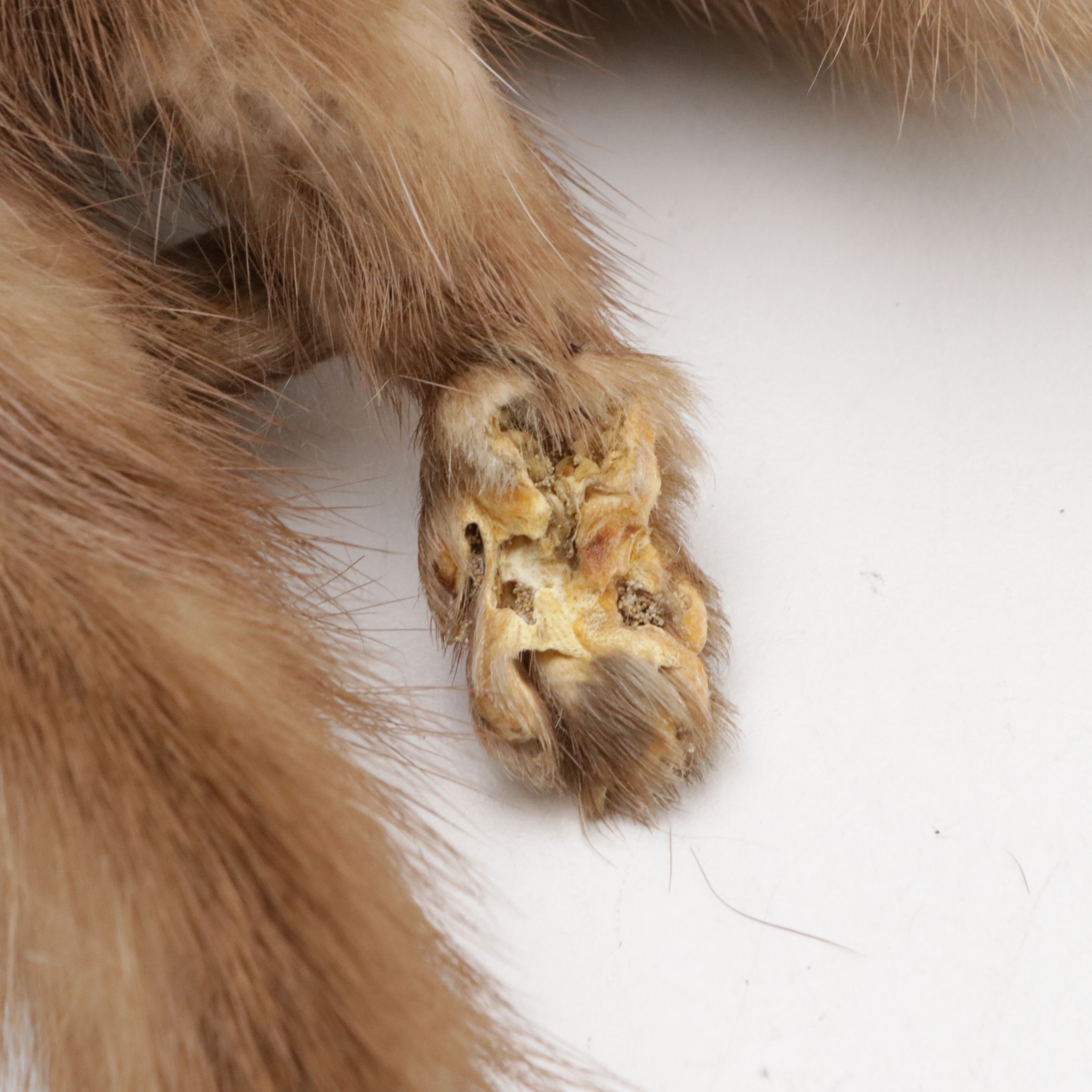 Stone Marten Fur Full Pelt Stole from Switzer's Furs, Mid-20th Century