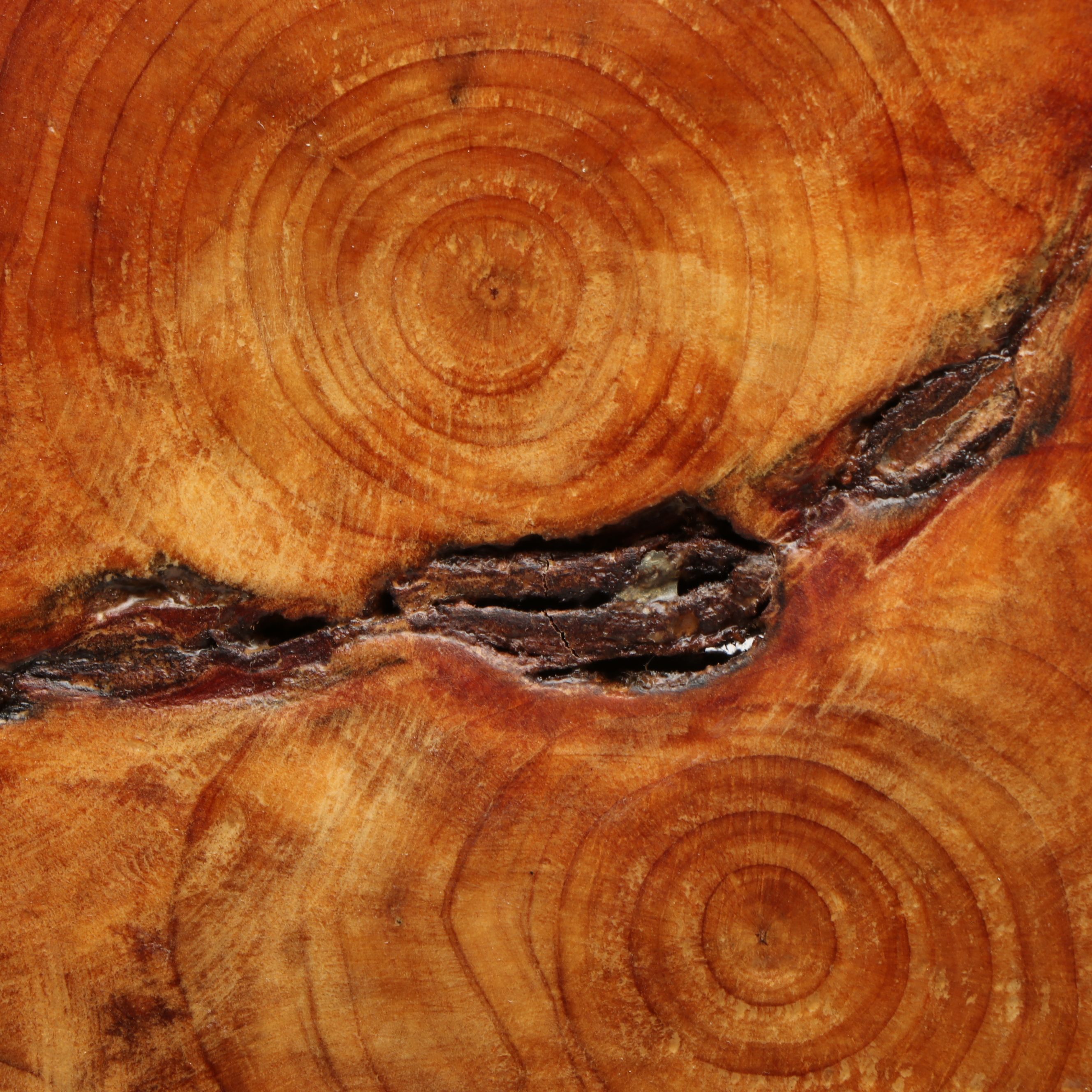 Burled Oak Knot Basket