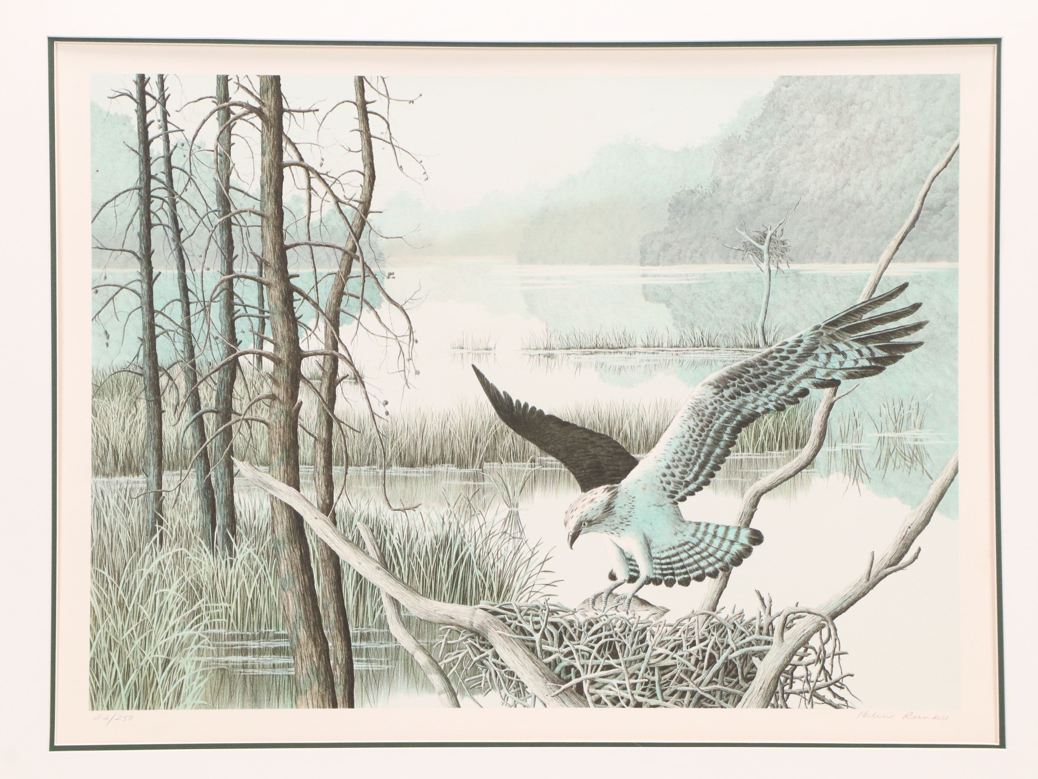 Helen Rundell Color Lithograph on Paper "Osprey," Circa 1979