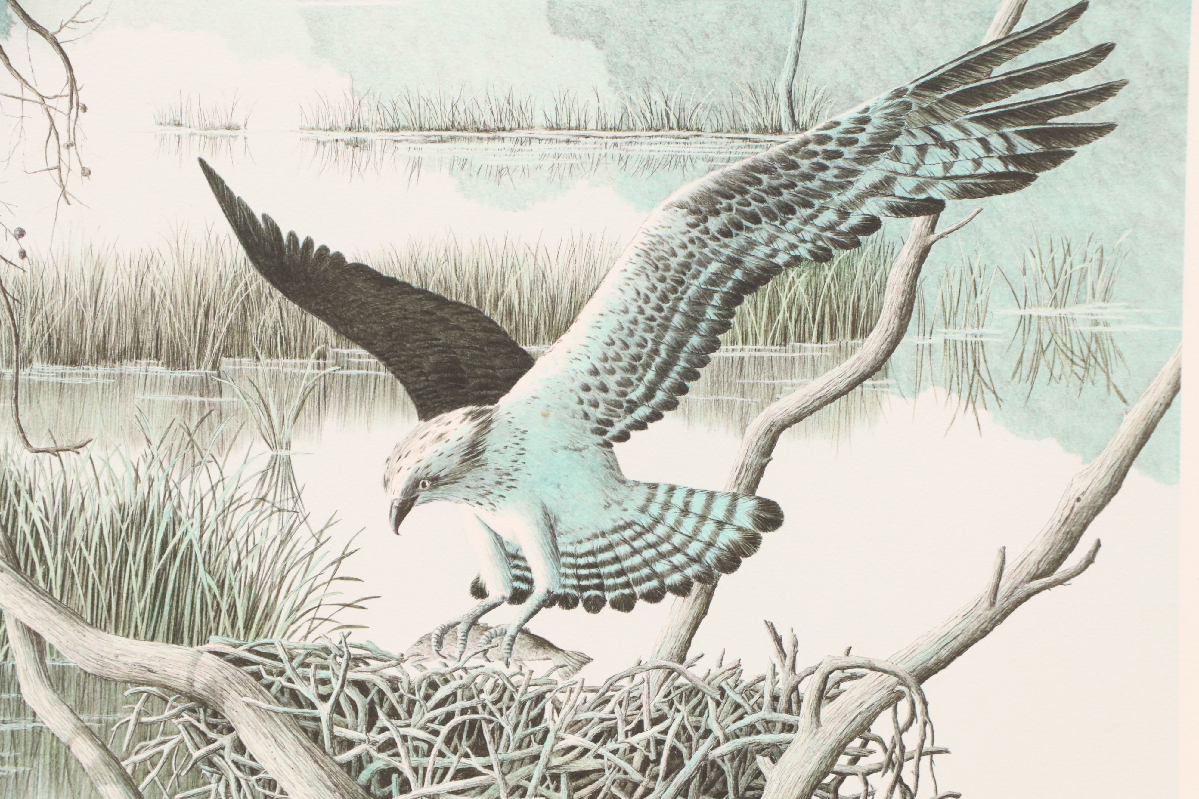 Helen Rundell Color Lithograph on Paper "Osprey," Circa 1979