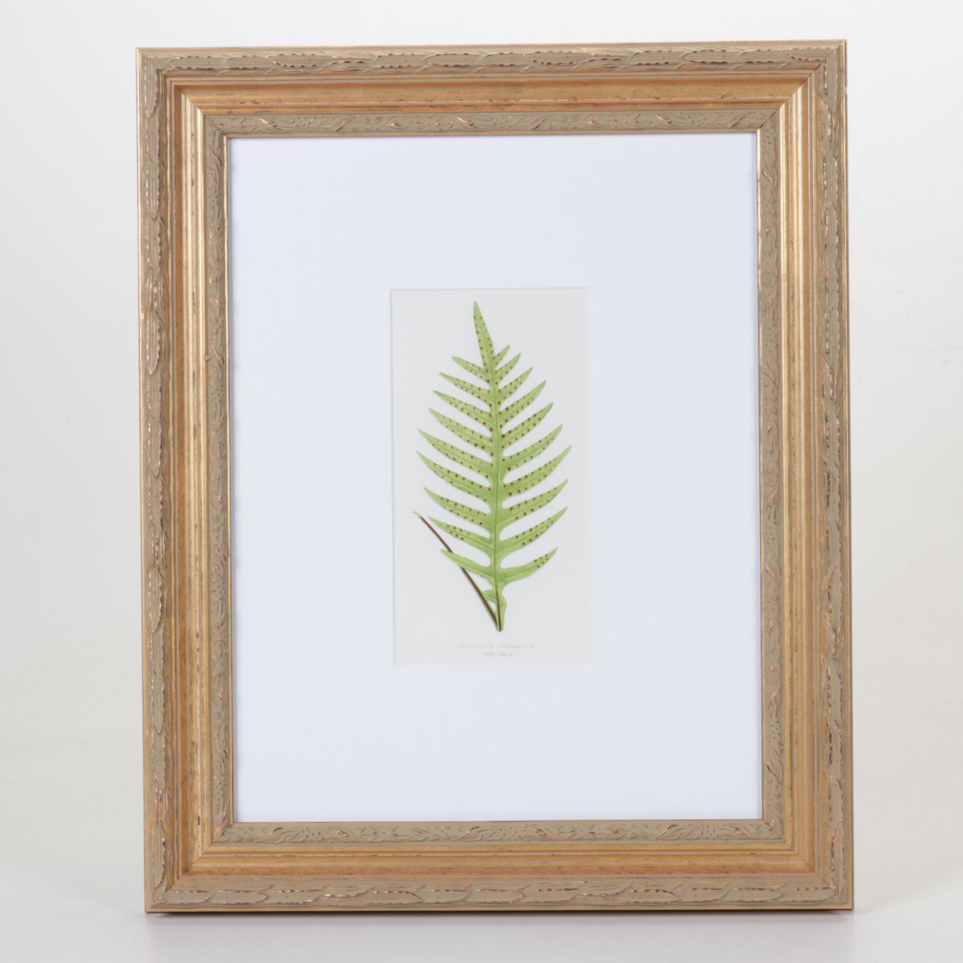 Giclée After Edward Joseph Lowe "Polypodium Pustulatum", Late 20th Century