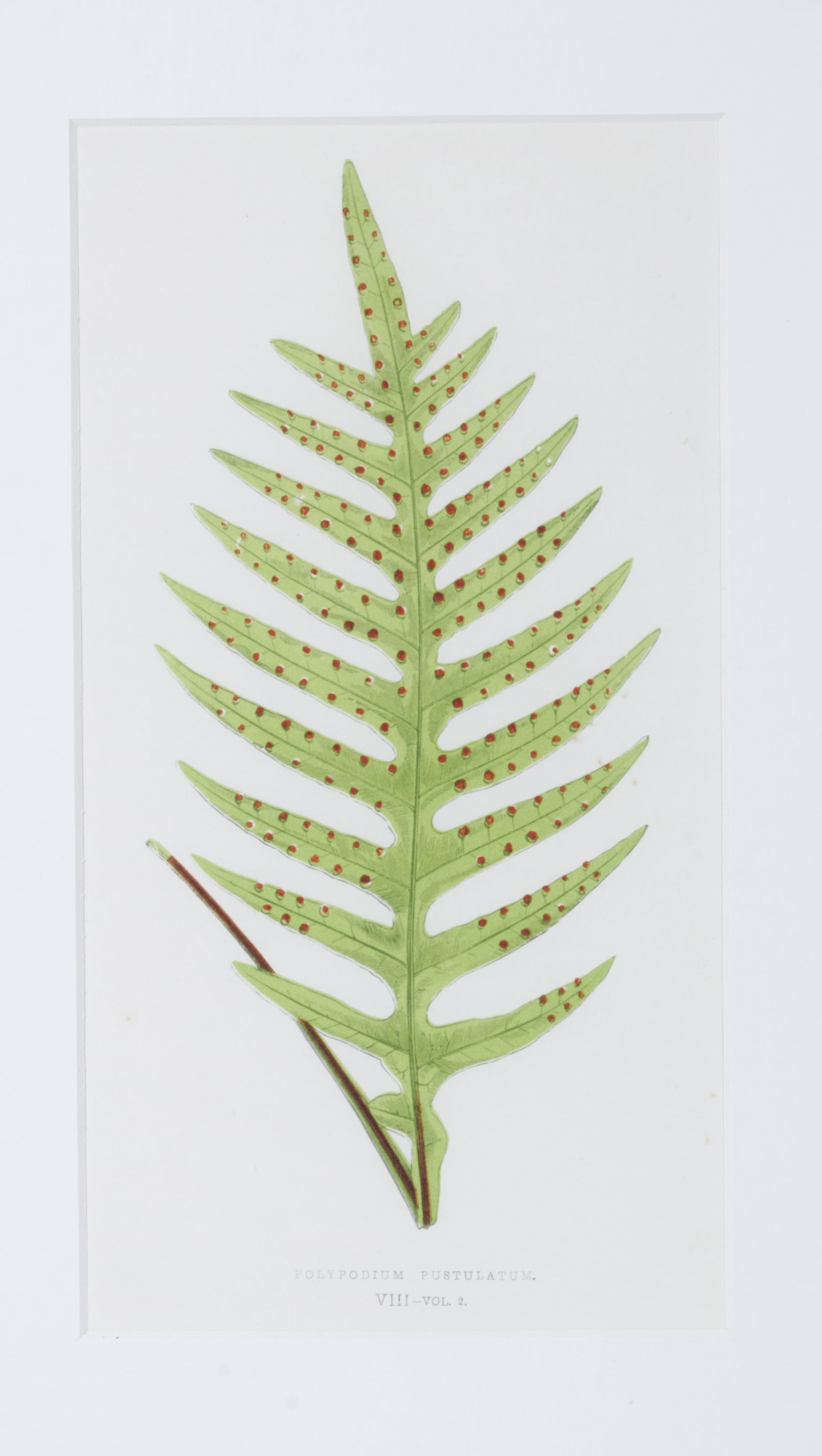 Giclée After Edward Joseph Lowe "Polypodium Pustulatum", Late 20th Century
