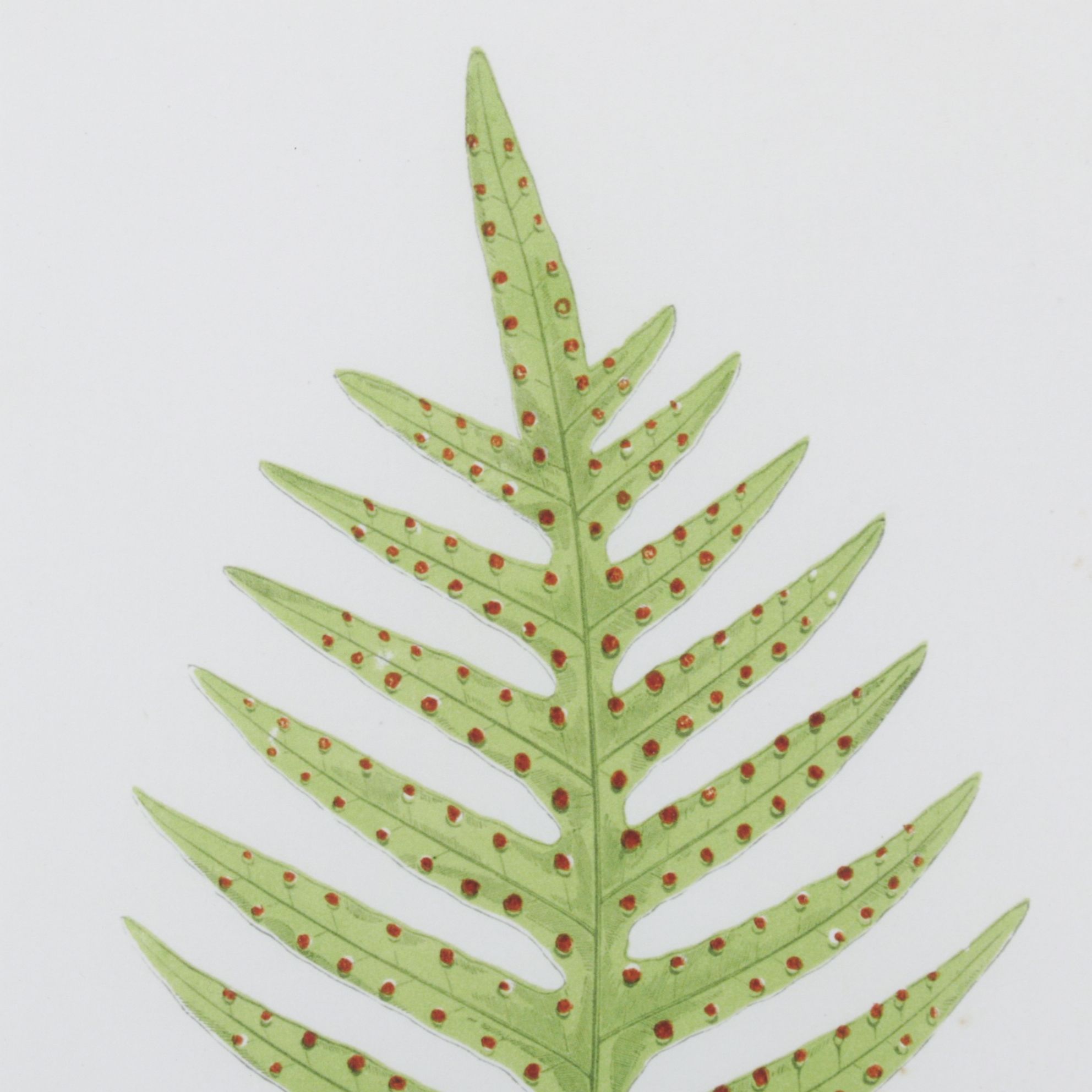 Giclée After Edward Joseph Lowe "Polypodium Pustulatum", Late 20th Century