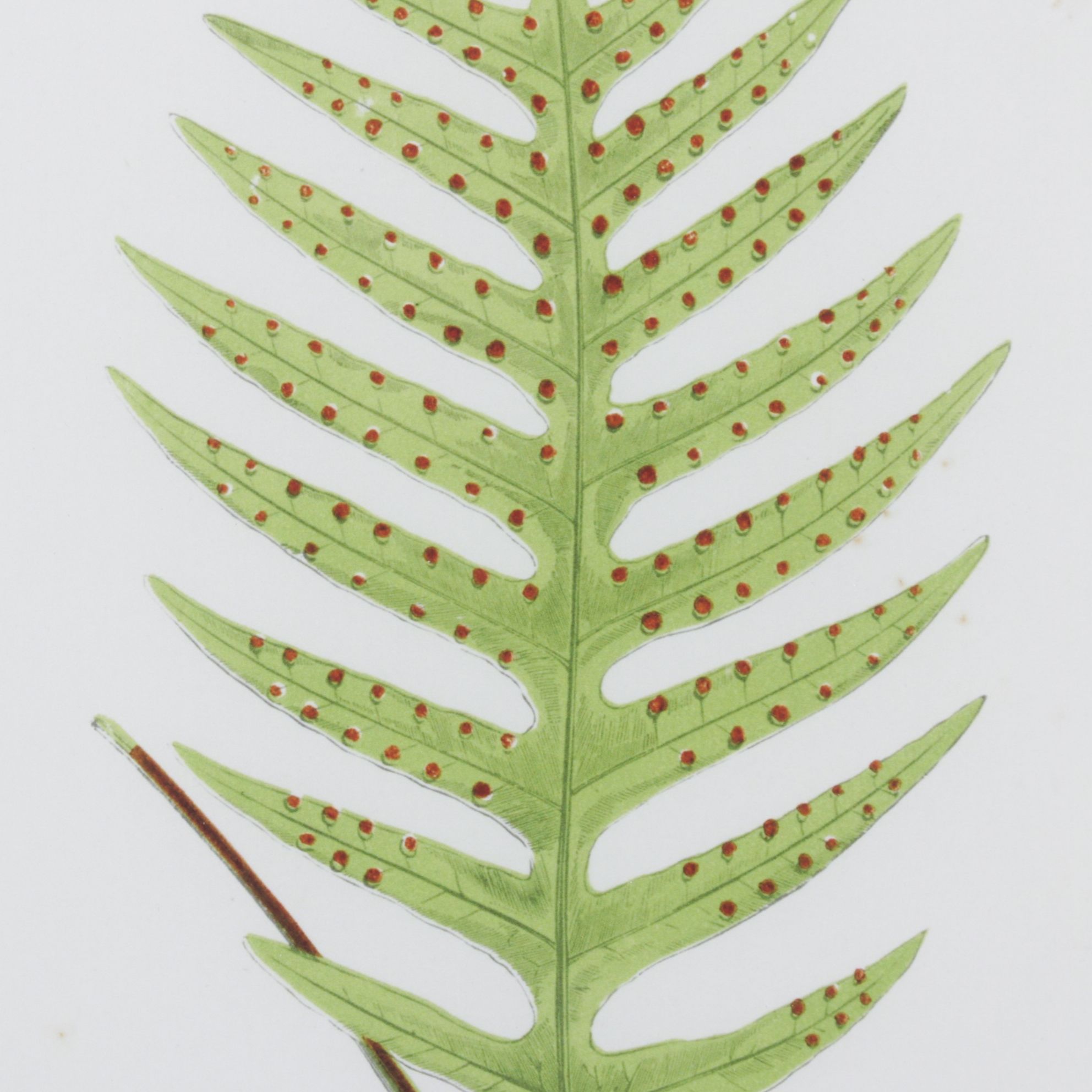 Giclée After Edward Joseph Lowe "Polypodium Pustulatum", Late 20th Century