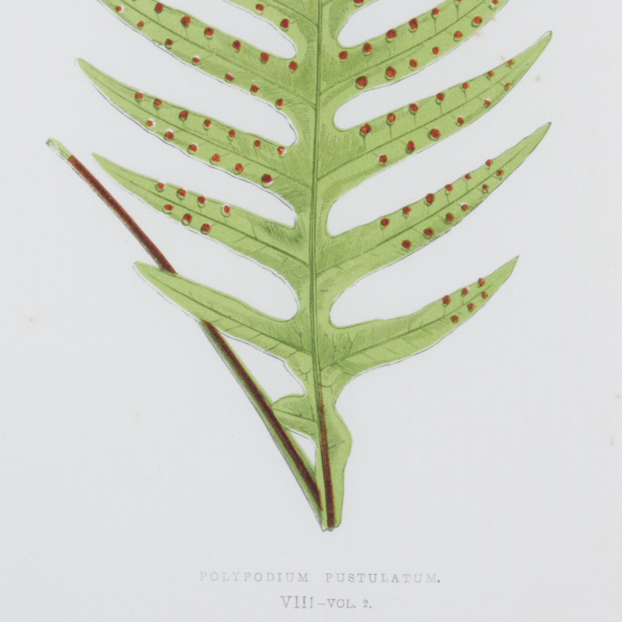 Giclée After Edward Joseph Lowe "Polypodium Pustulatum", Late 20th Century
