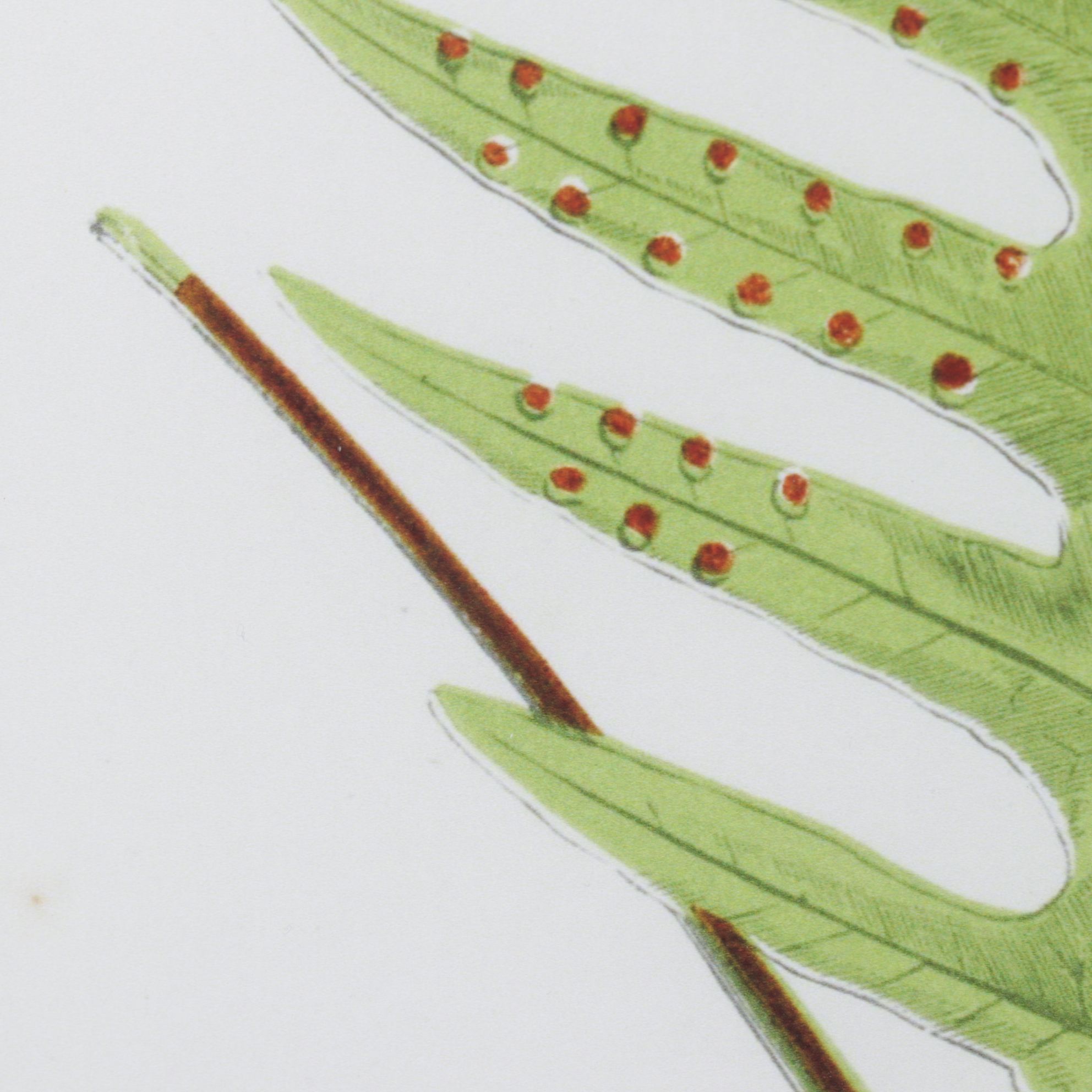 Giclée After Edward Joseph Lowe "Polypodium Pustulatum", Late 20th Century