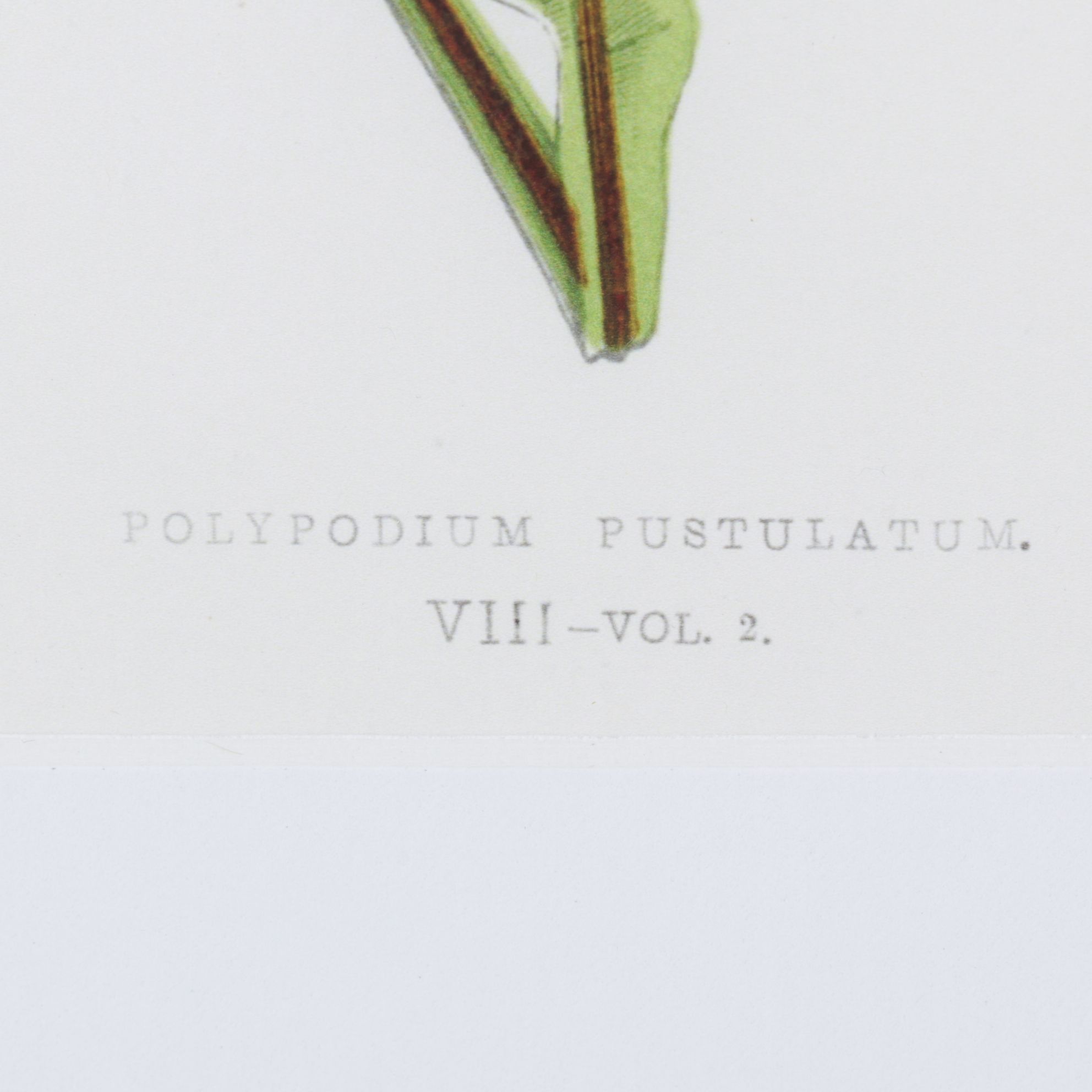 Giclée After Edward Joseph Lowe "Polypodium Pustulatum", Late 20th Century