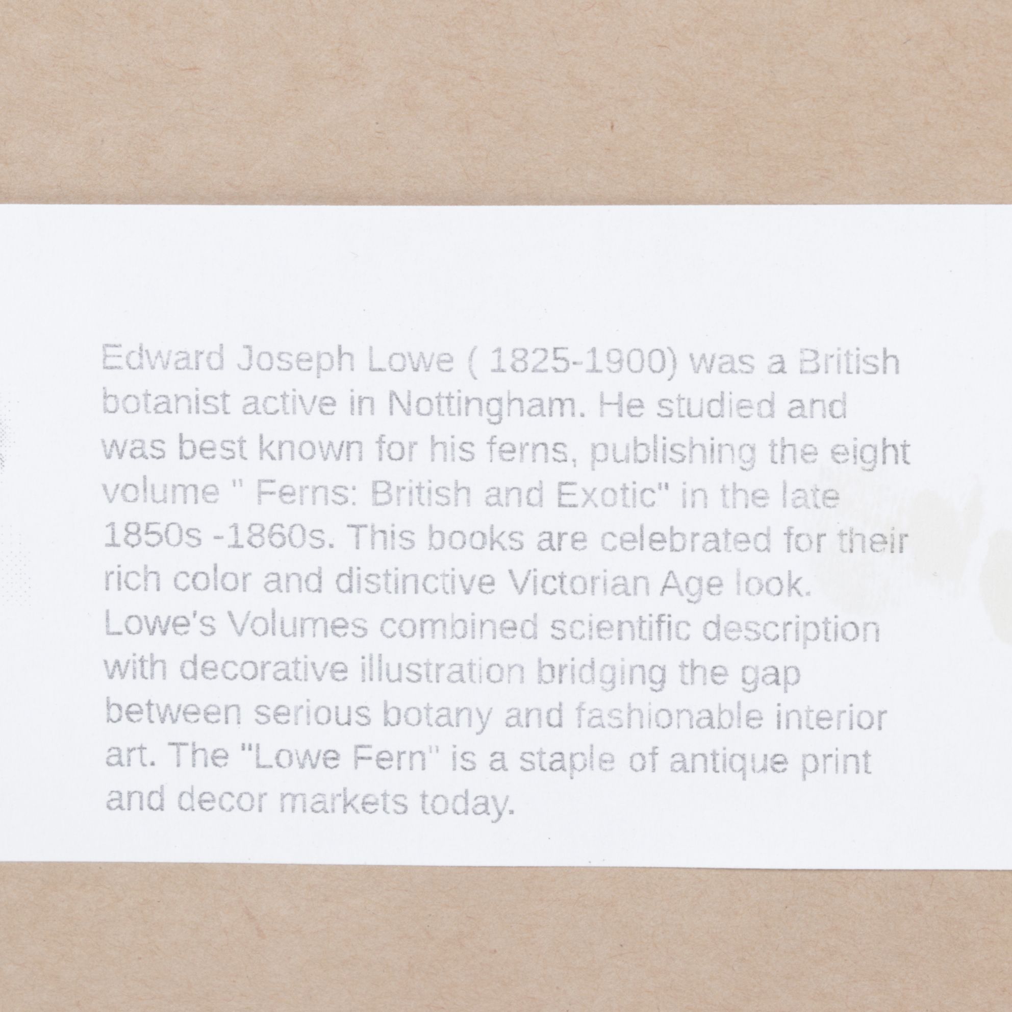 Giclée After Edward Joseph Lowe "Polypodium Pustulatum", Late 20th Century