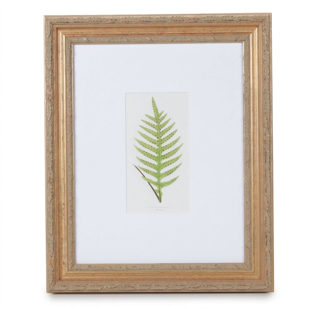 Giclée After Edward Joseph Lowe "Polypodium Pustulatum", Late 20th Century