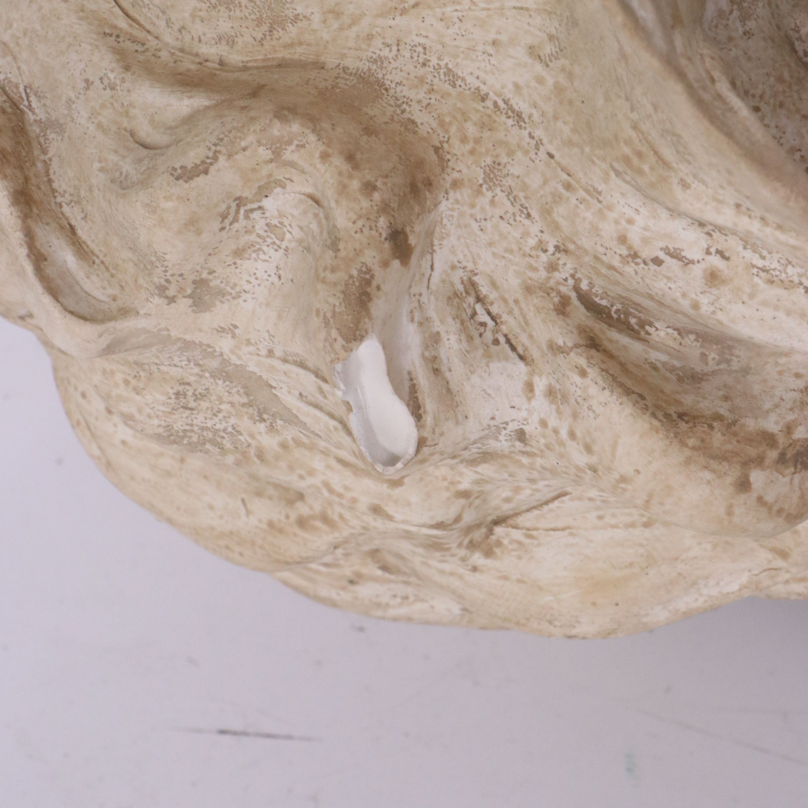 Plaster Bust After François Rude "Tête du Guerrier"