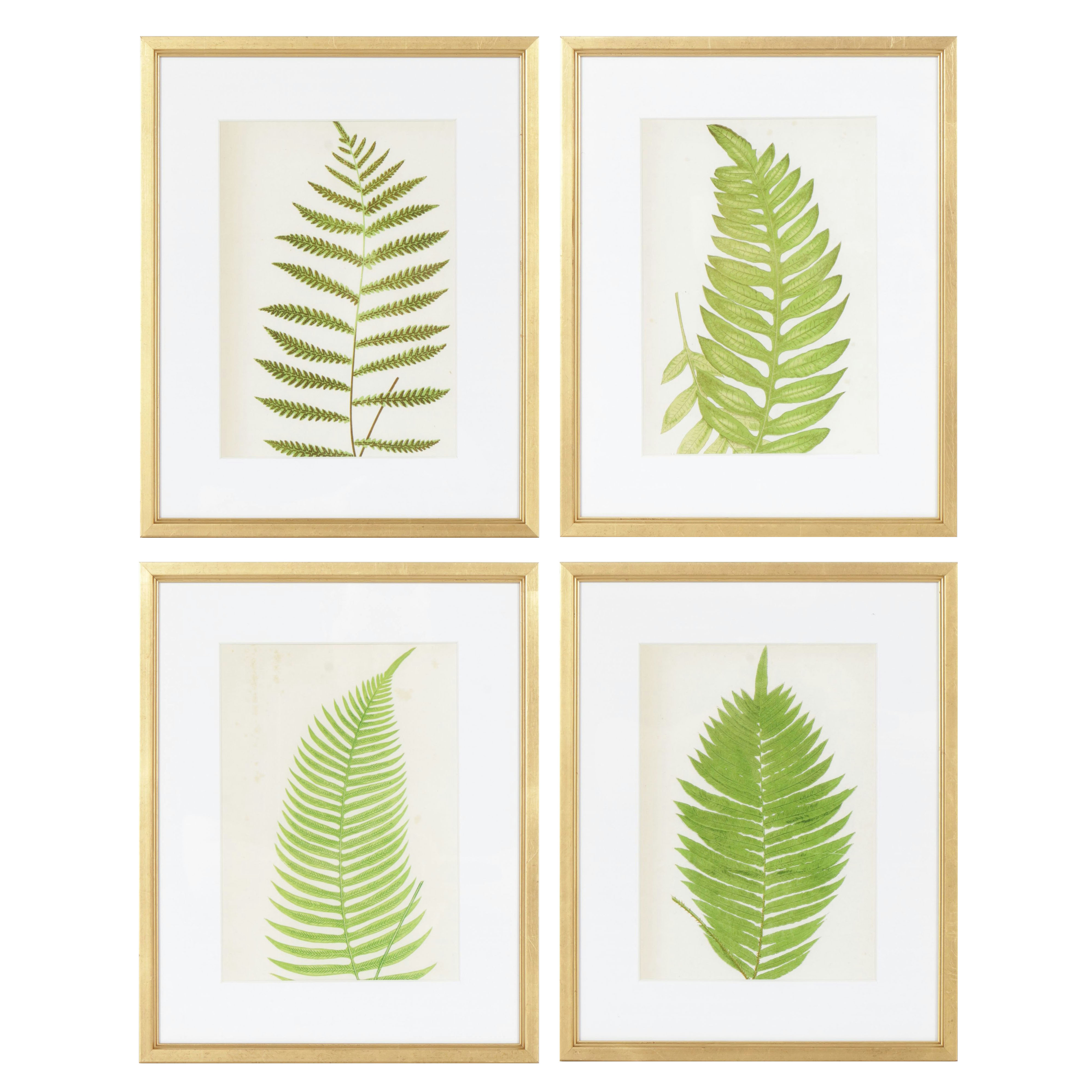 Giclées After Edward Joseph Lowe Various Botanical Illustrations