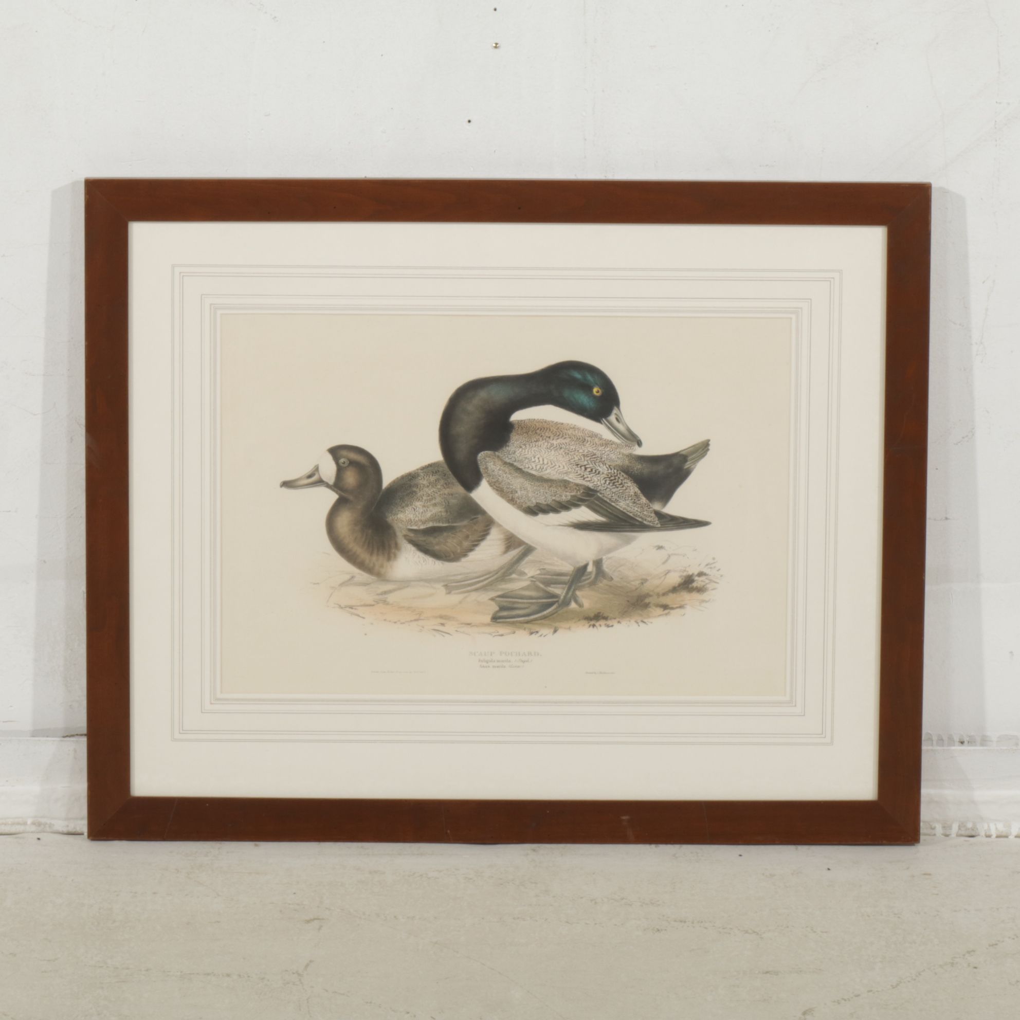 Hand-Colored Ornithological Lithograph After John Gould "Scaup Pochard"