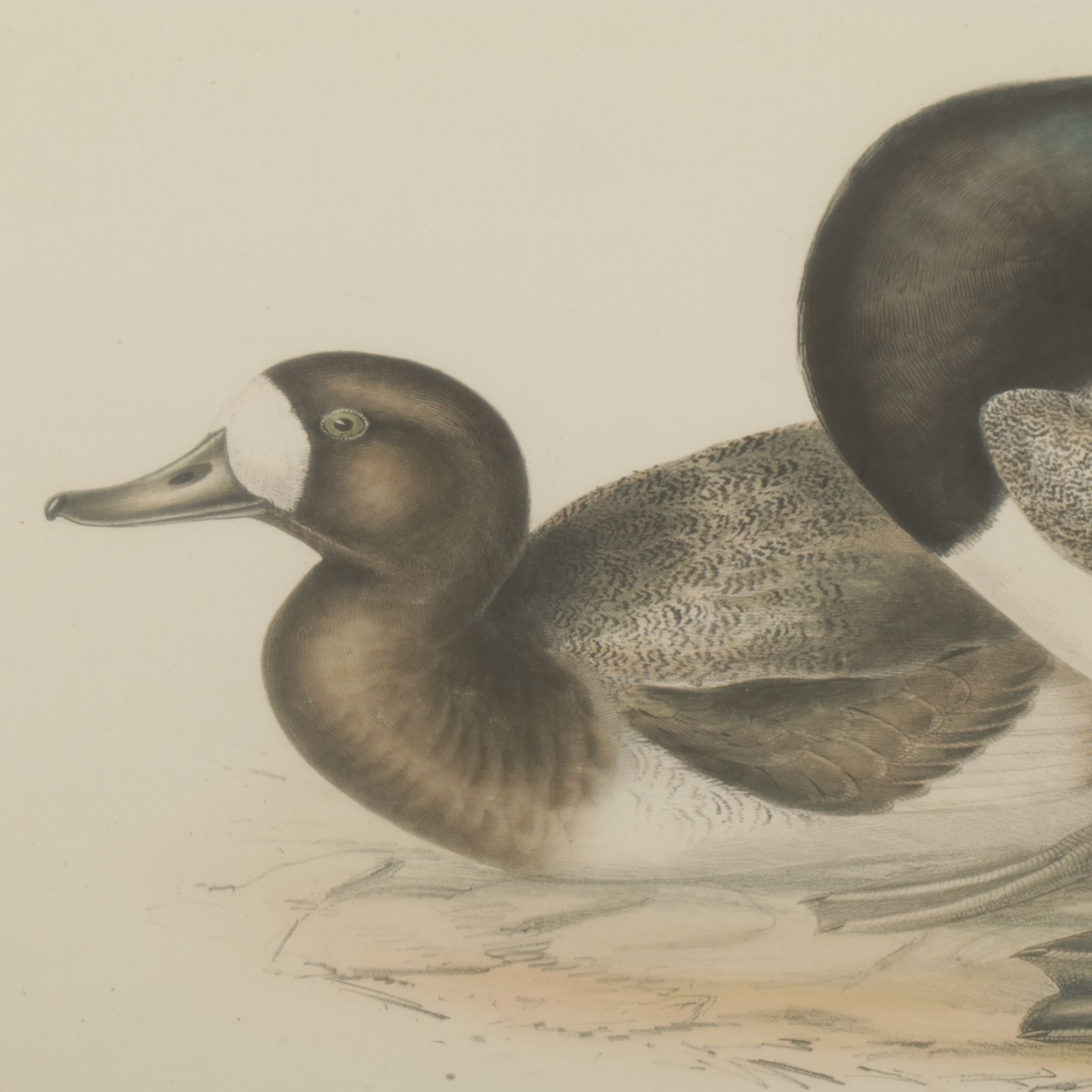 Hand-Colored Ornithological Lithograph After John Gould "Scaup Pochard"