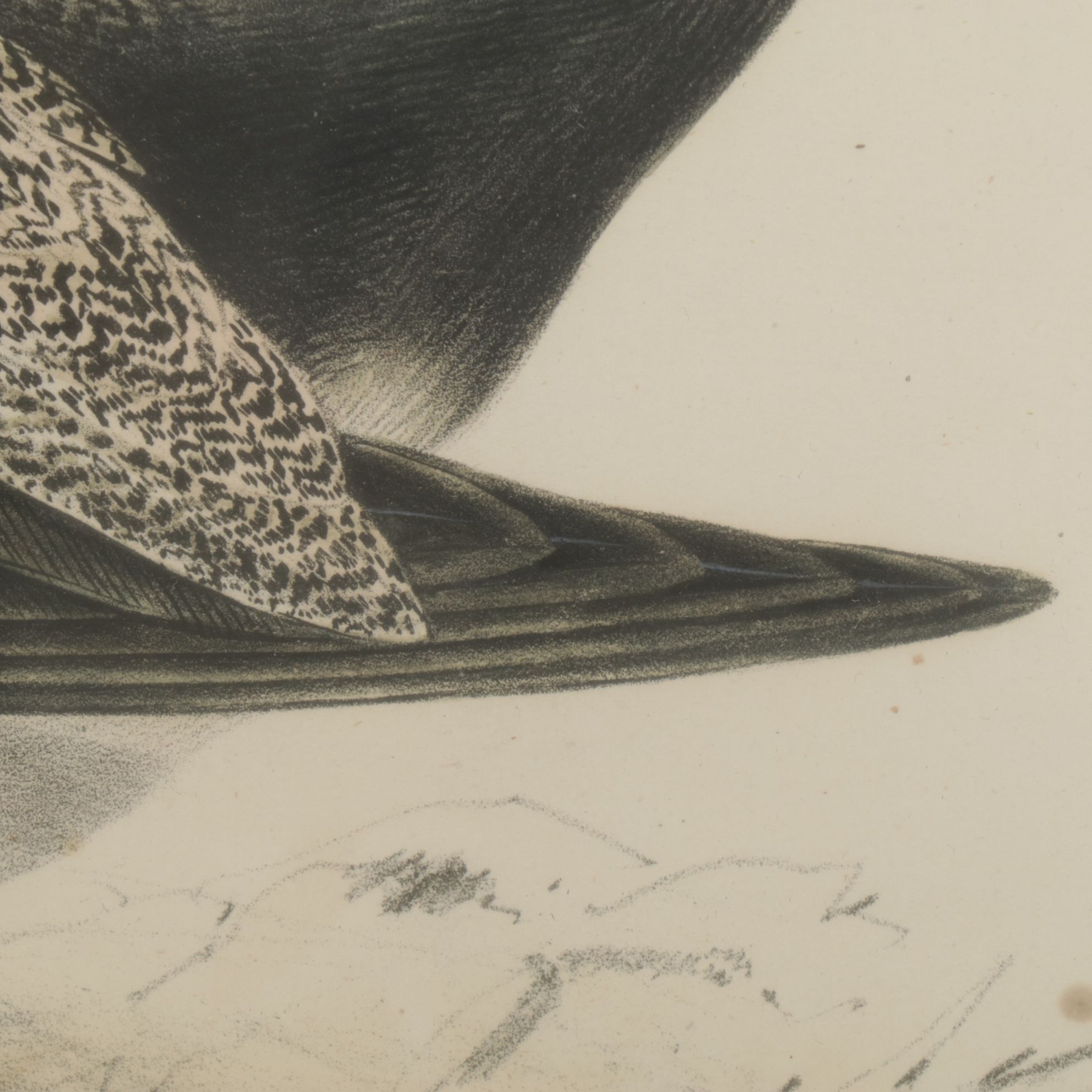 Hand-Colored Ornithological Lithograph After John Gould "Scaup Pochard"