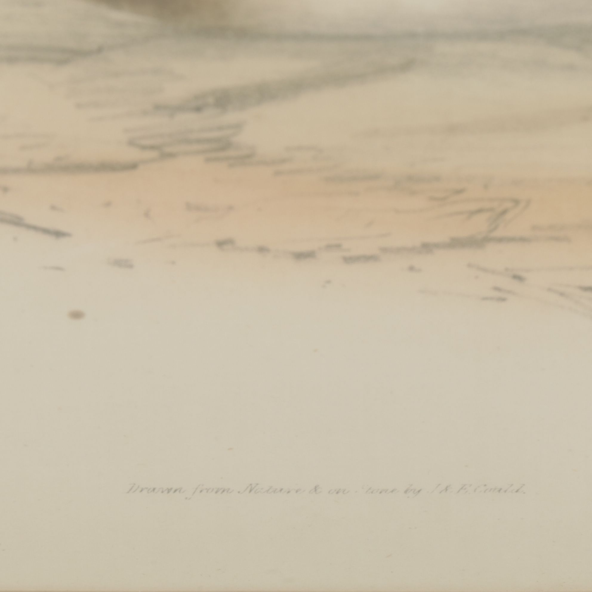 Hand-Colored Ornithological Lithograph After John Gould "Scaup Pochard"