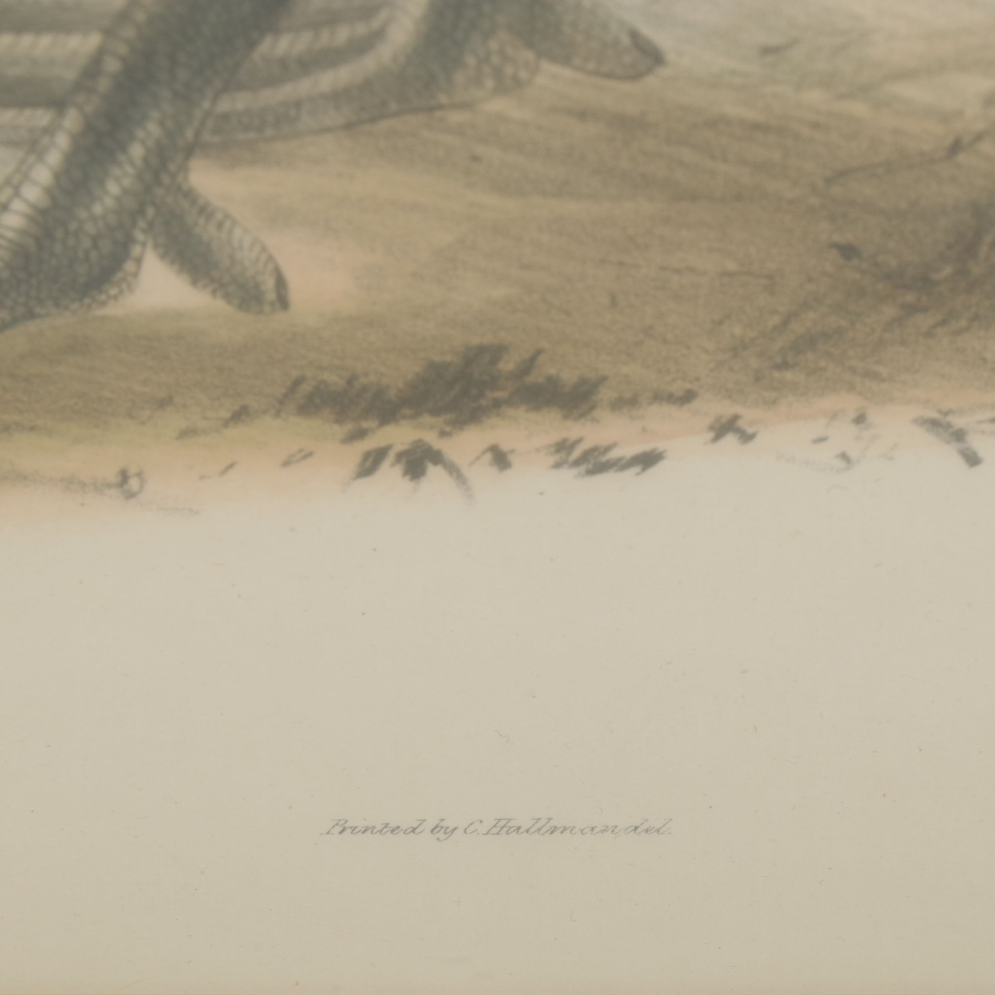 Hand-Colored Ornithological Lithograph After John Gould "Scaup Pochard"