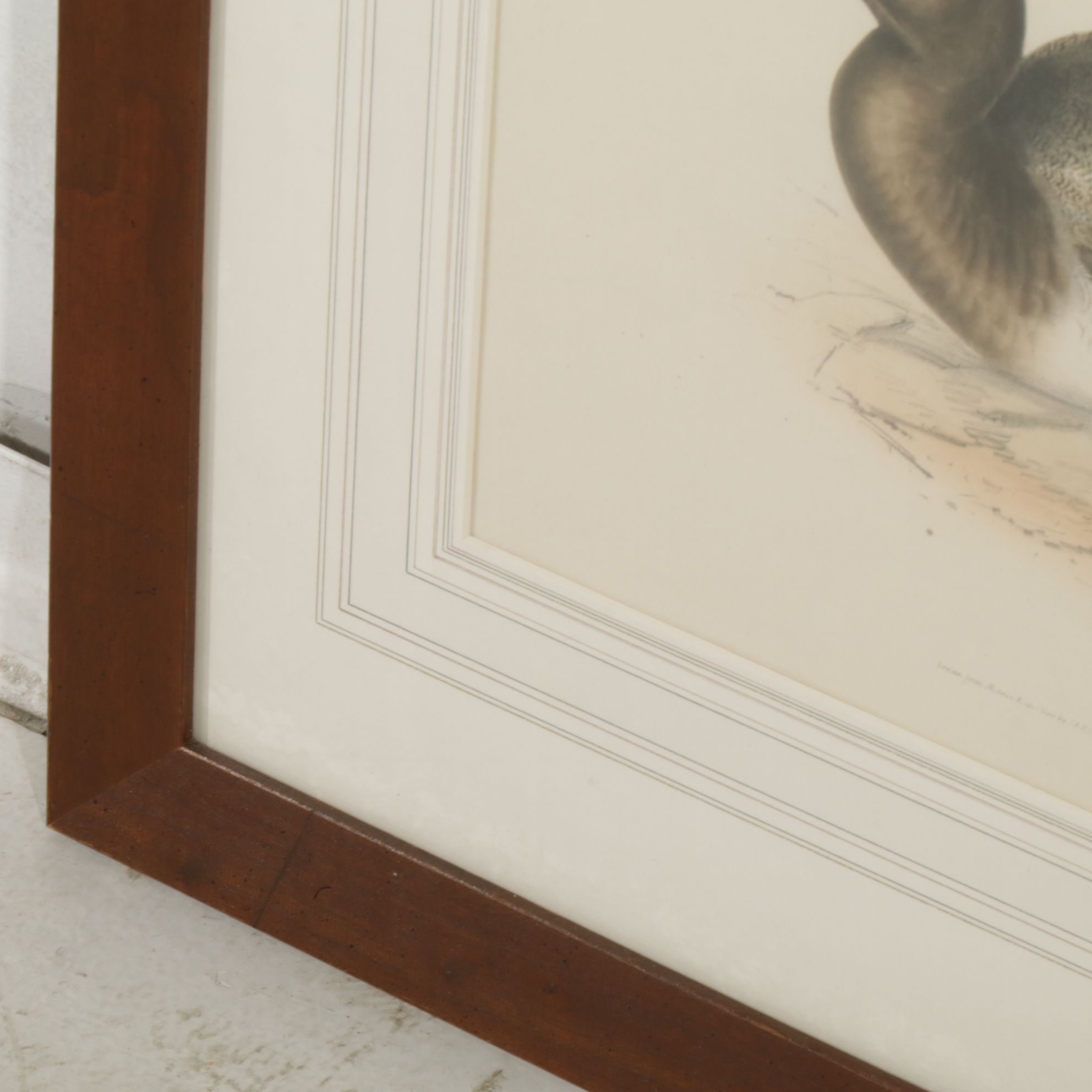 Hand-Colored Ornithological Lithograph After John Gould "Scaup Pochard"