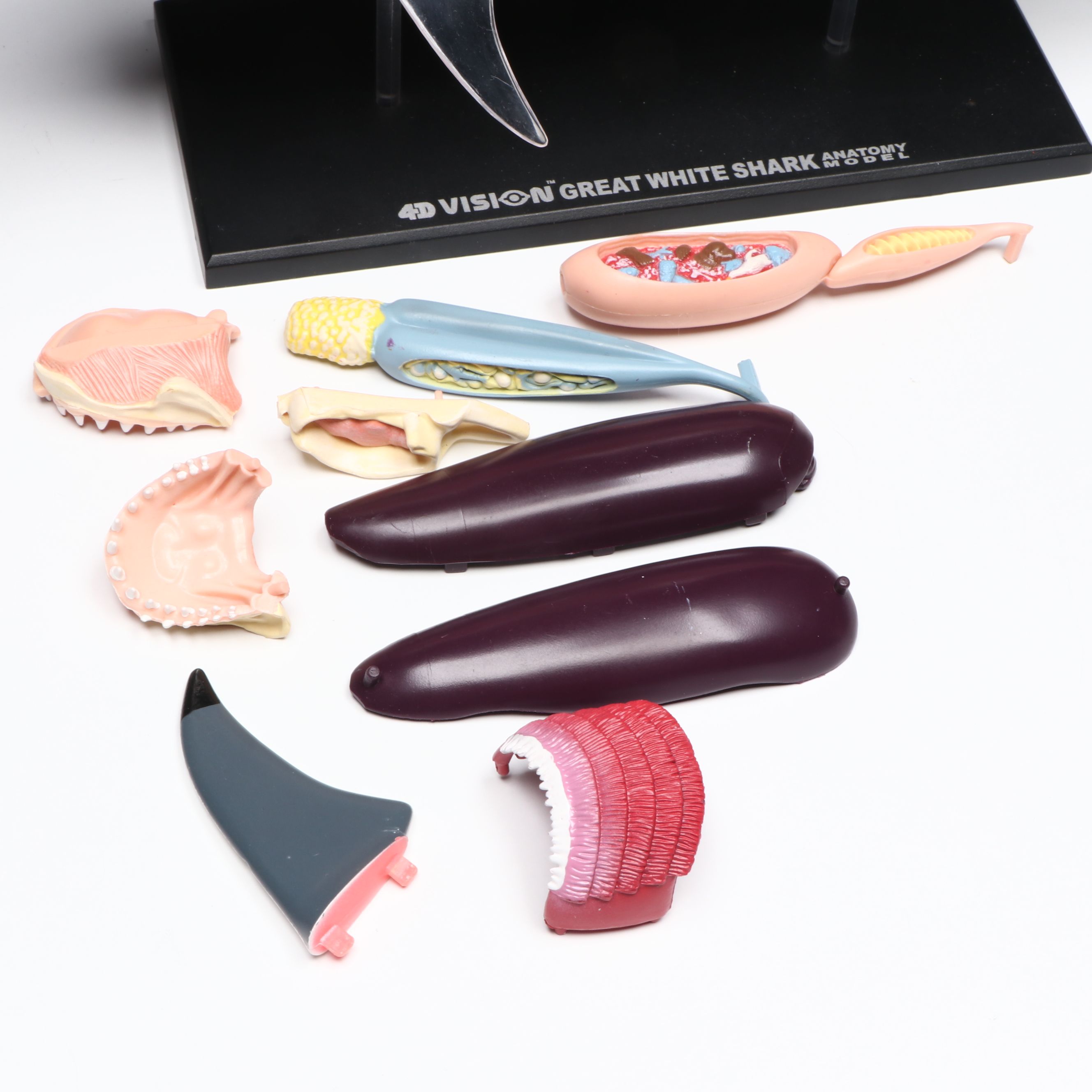 4D Vision Great White Shark, Horse and Pig Anatomy Models