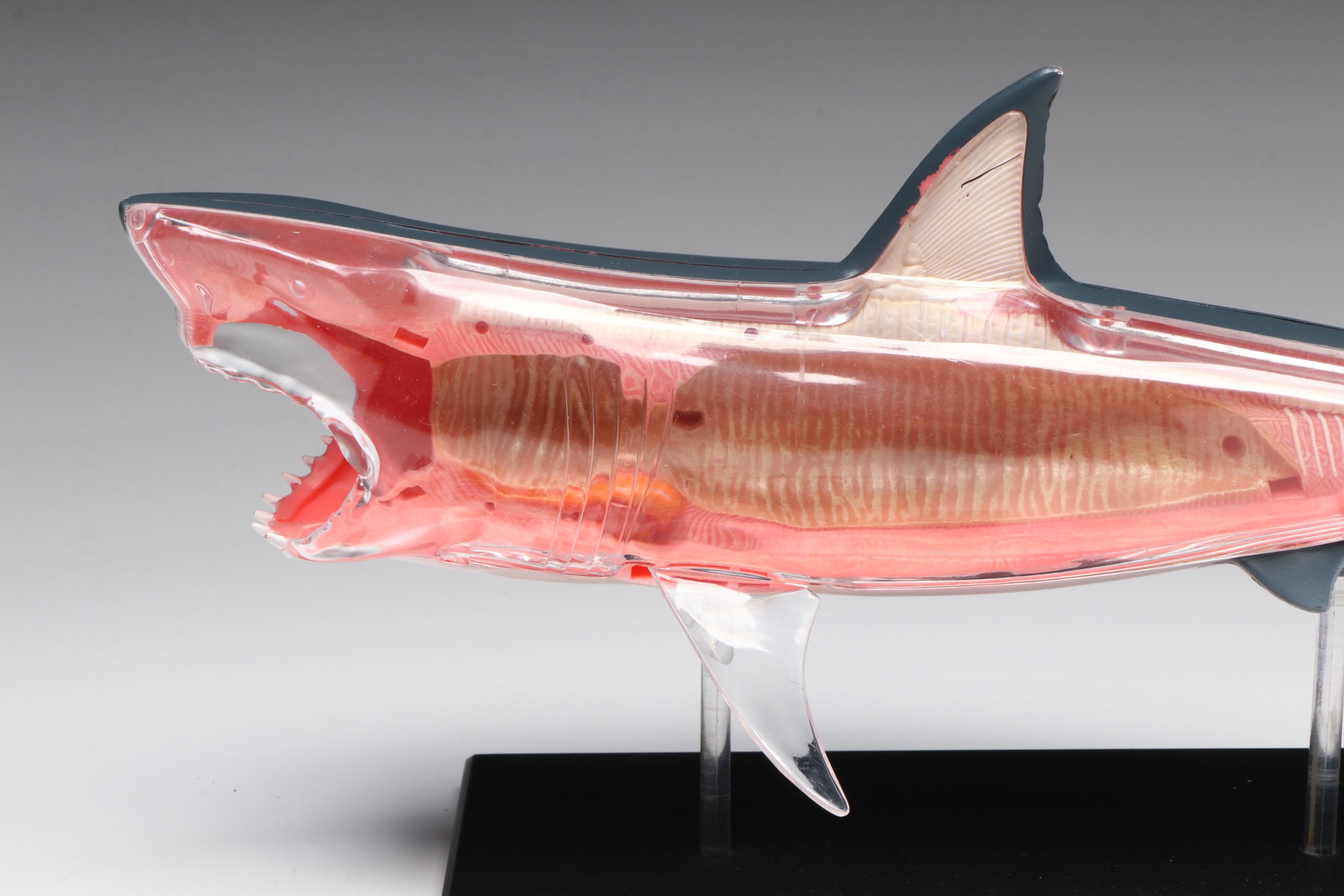 4D Vision Great White Shark, Horse and Pig Anatomy Models