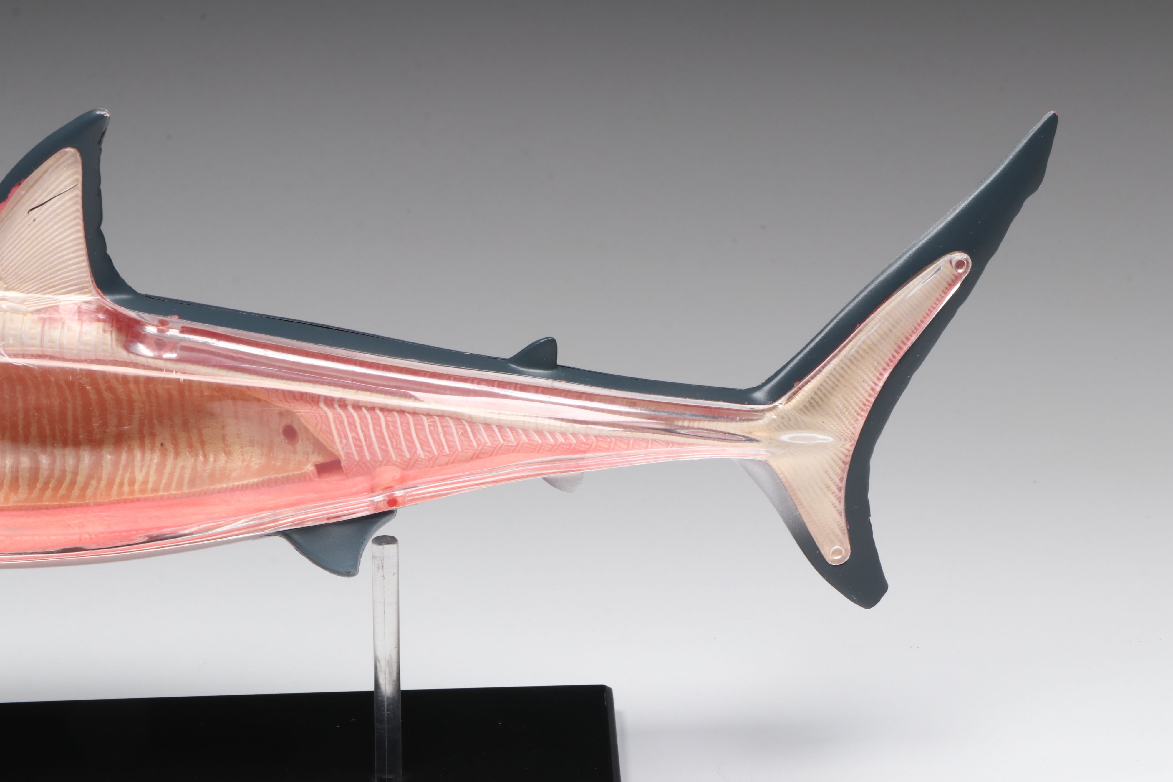 4D Vision Great White Shark, Horse and Pig Anatomy Models