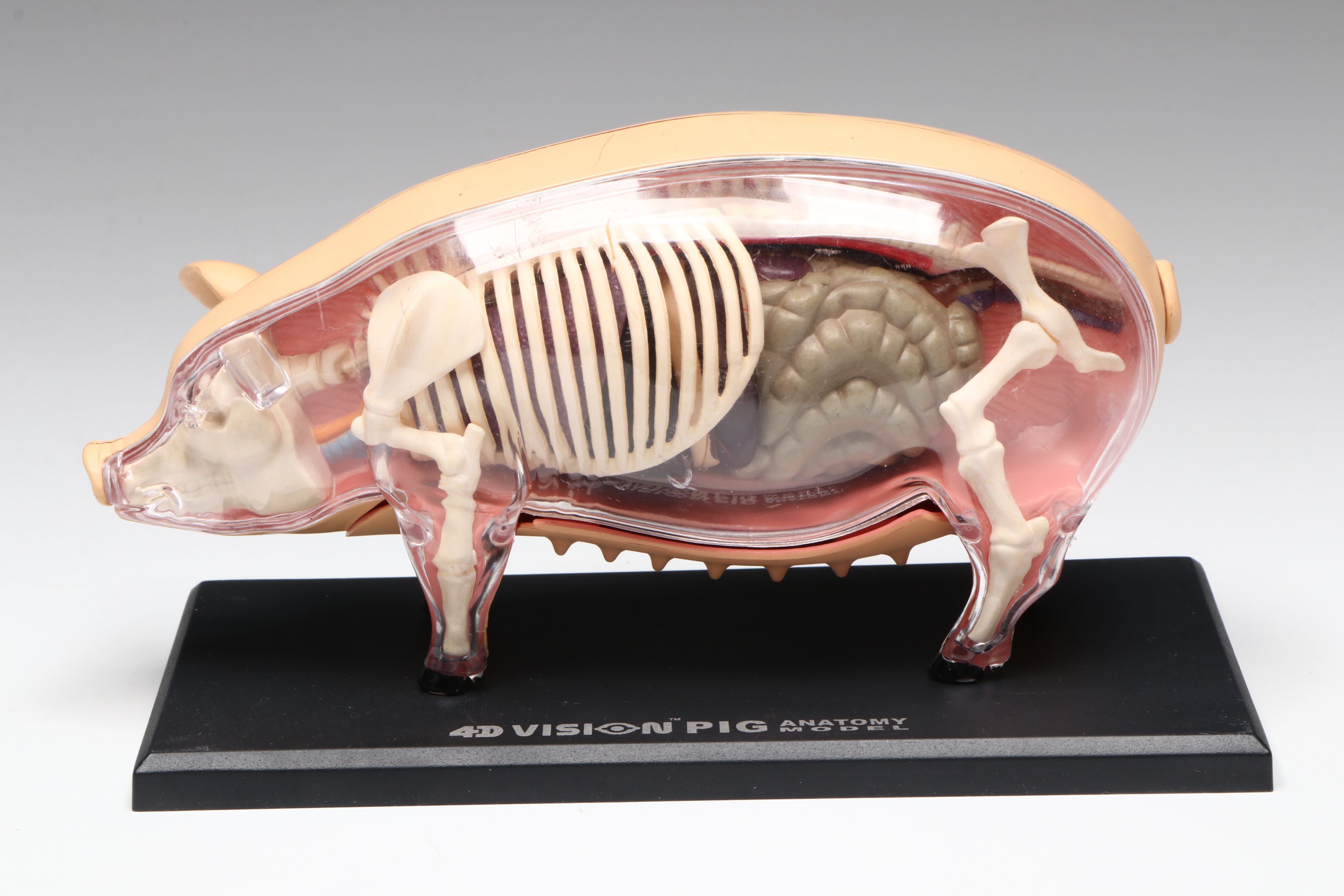 4D Vision Great White Shark, Horse and Pig Anatomy Models