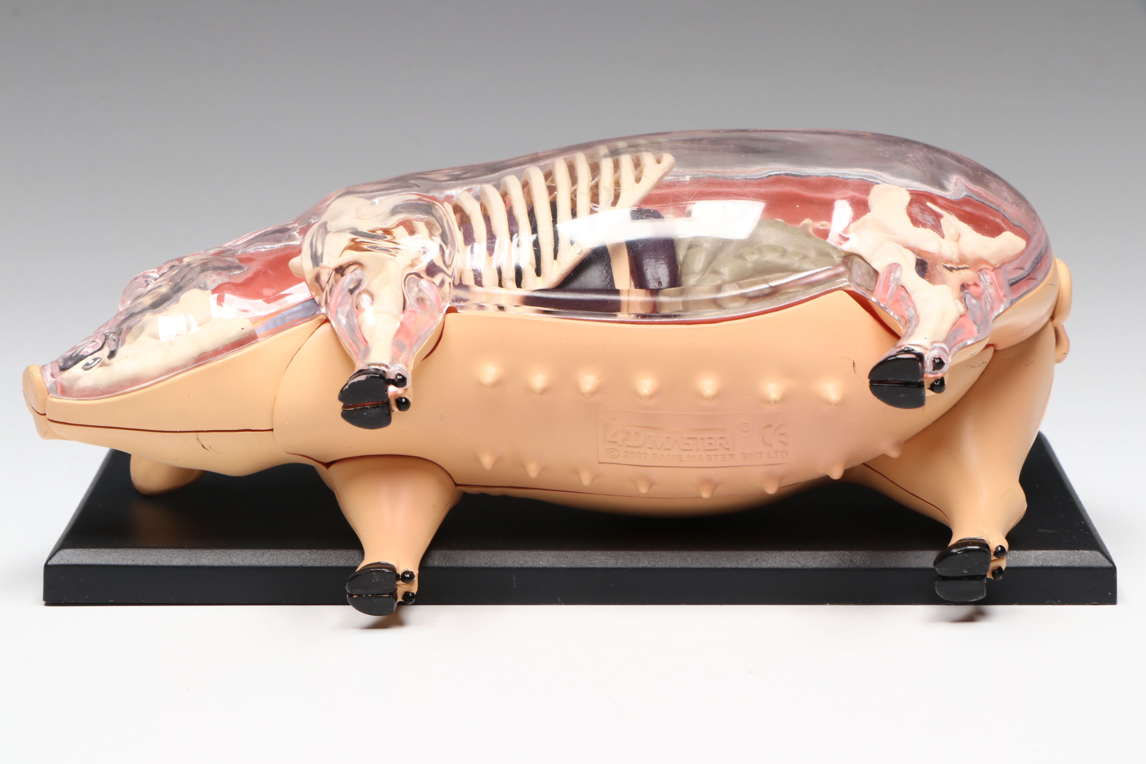 4D Vision Great White Shark, Horse and Pig Anatomy Models