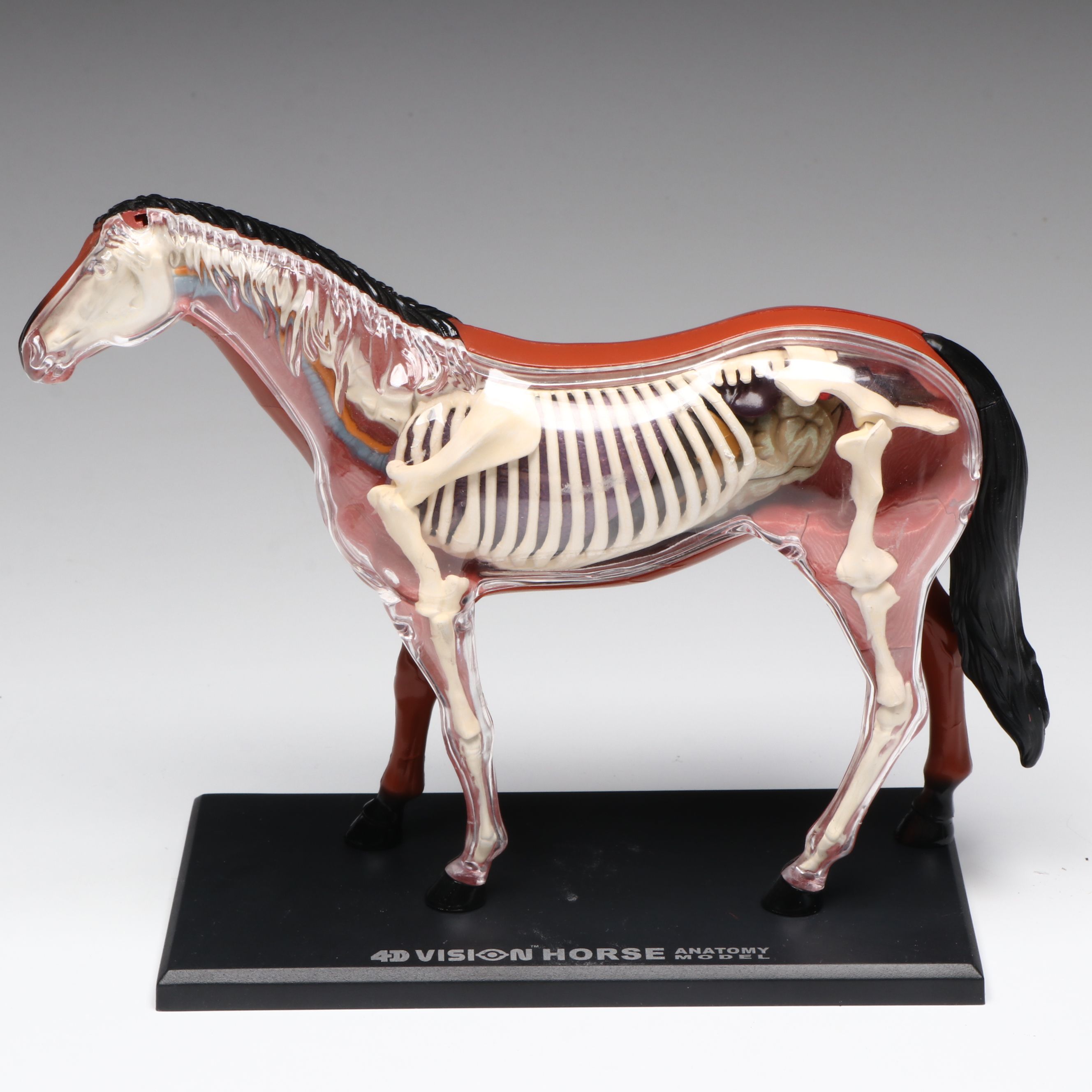 4D Vision Great White Shark, Horse and Pig Anatomy Models