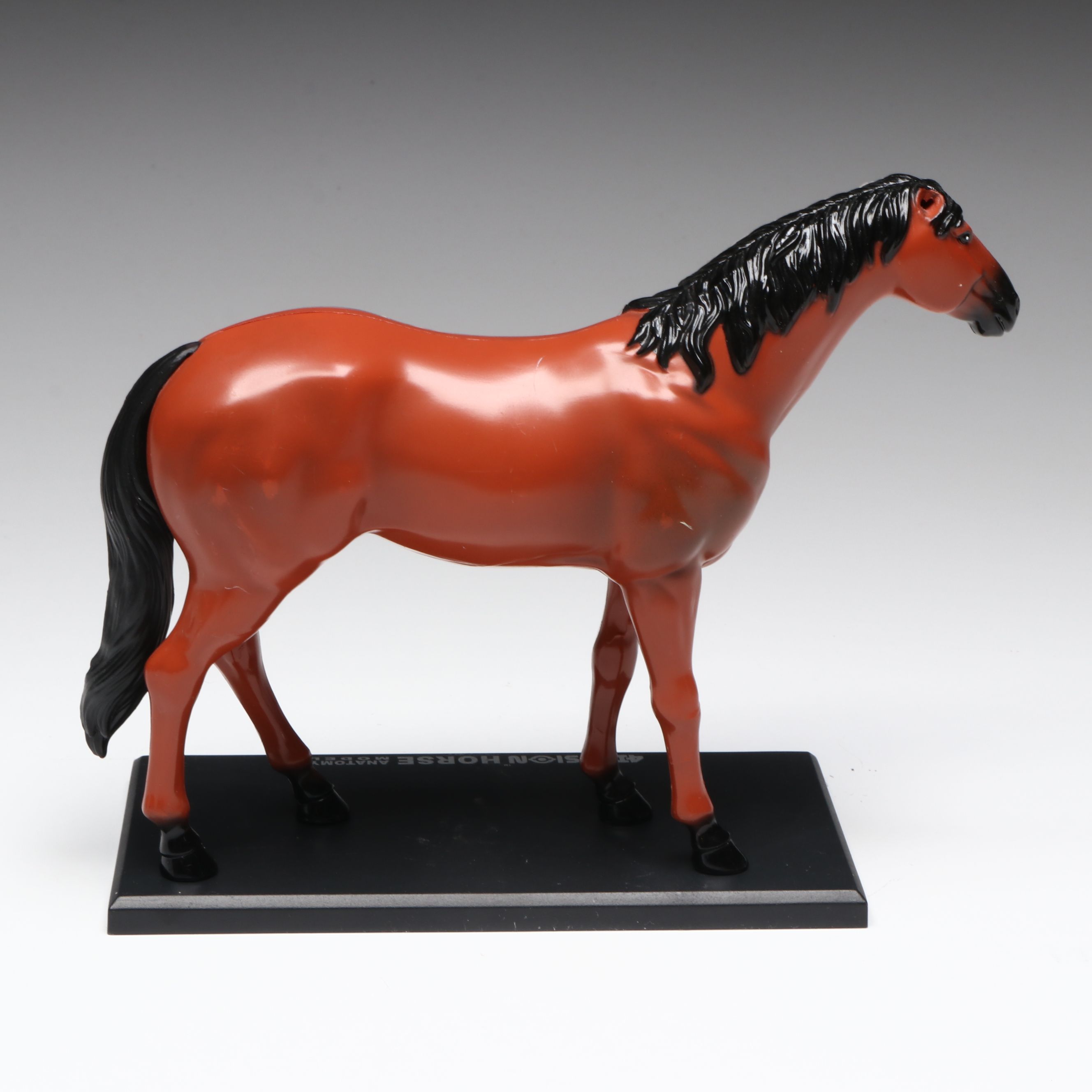 4D Vision Great White Shark, Horse and Pig Anatomy Models