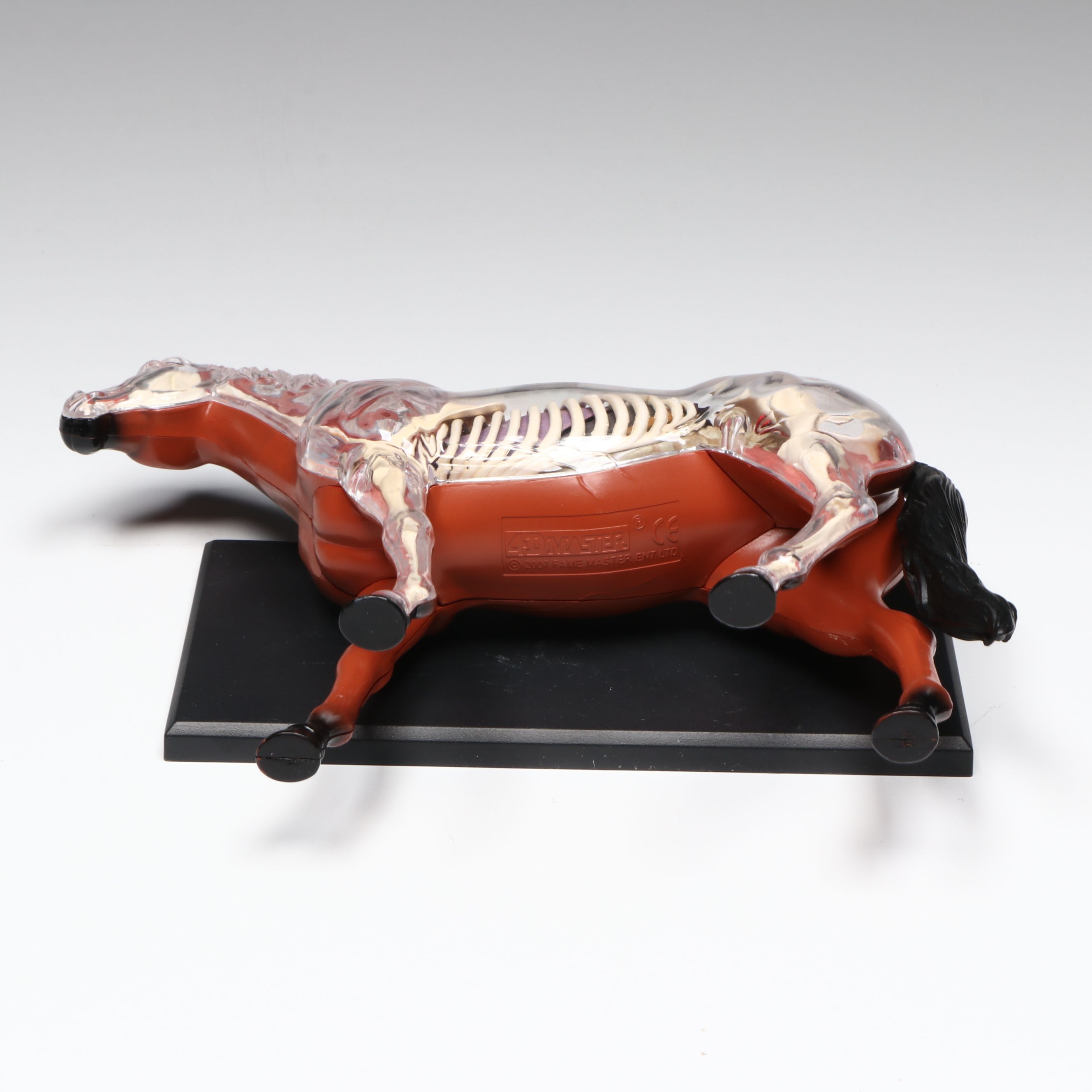4D Vision Great White Shark, Horse and Pig Anatomy Models