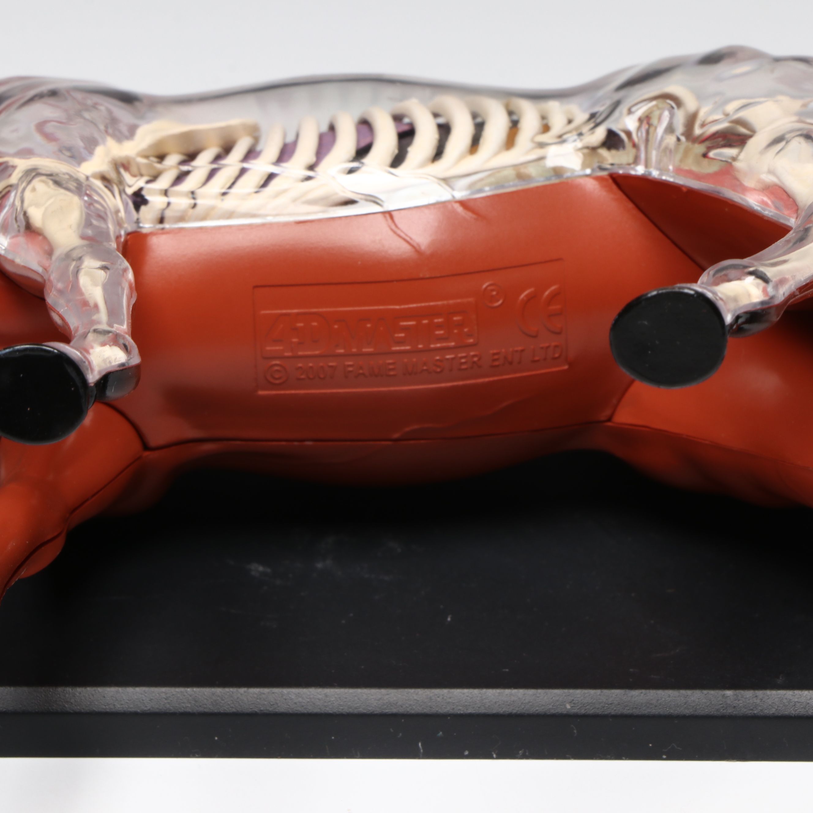 4D Vision Great White Shark, Horse and Pig Anatomy Models