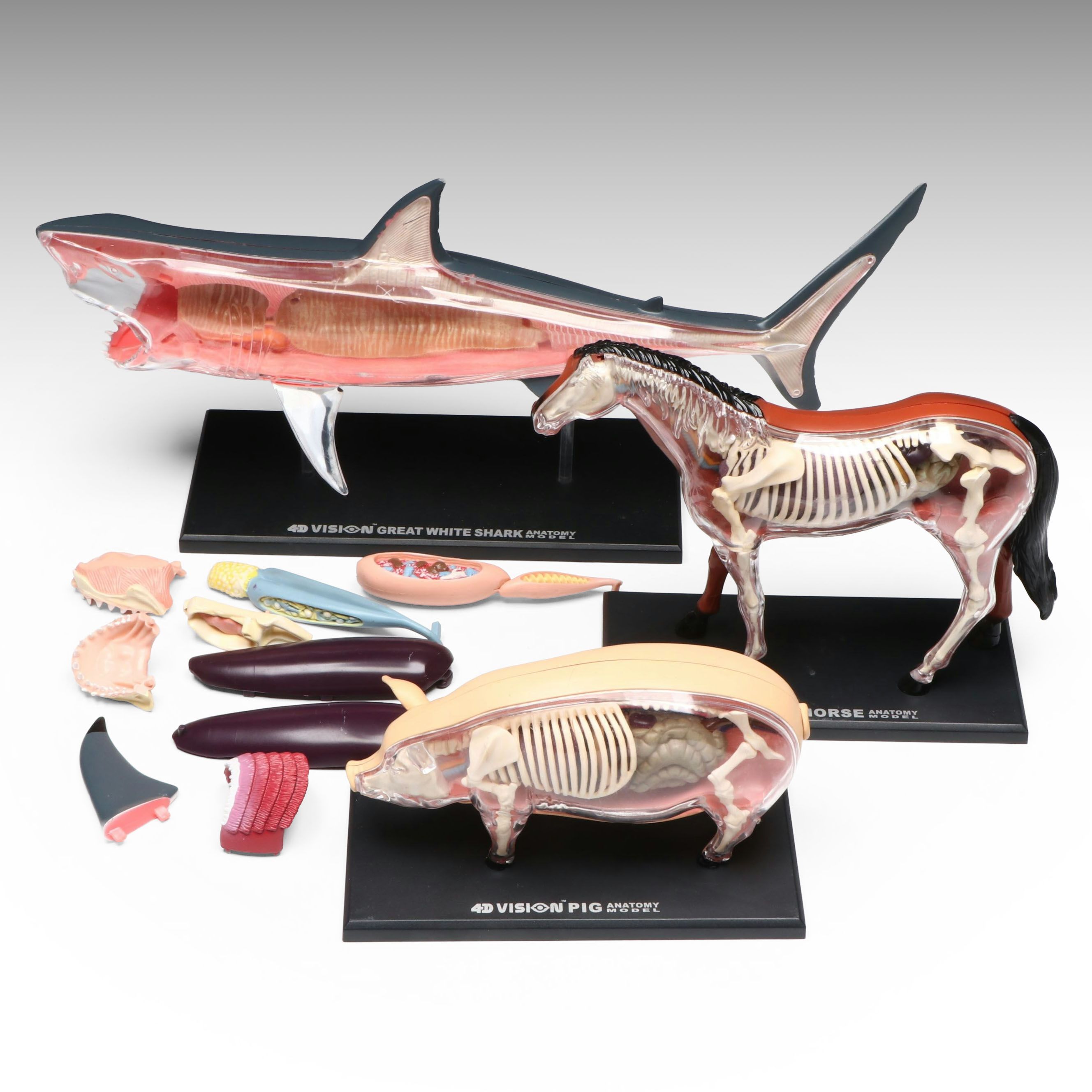 4D Vision Great White Shark, Horse and Pig Anatomy Models