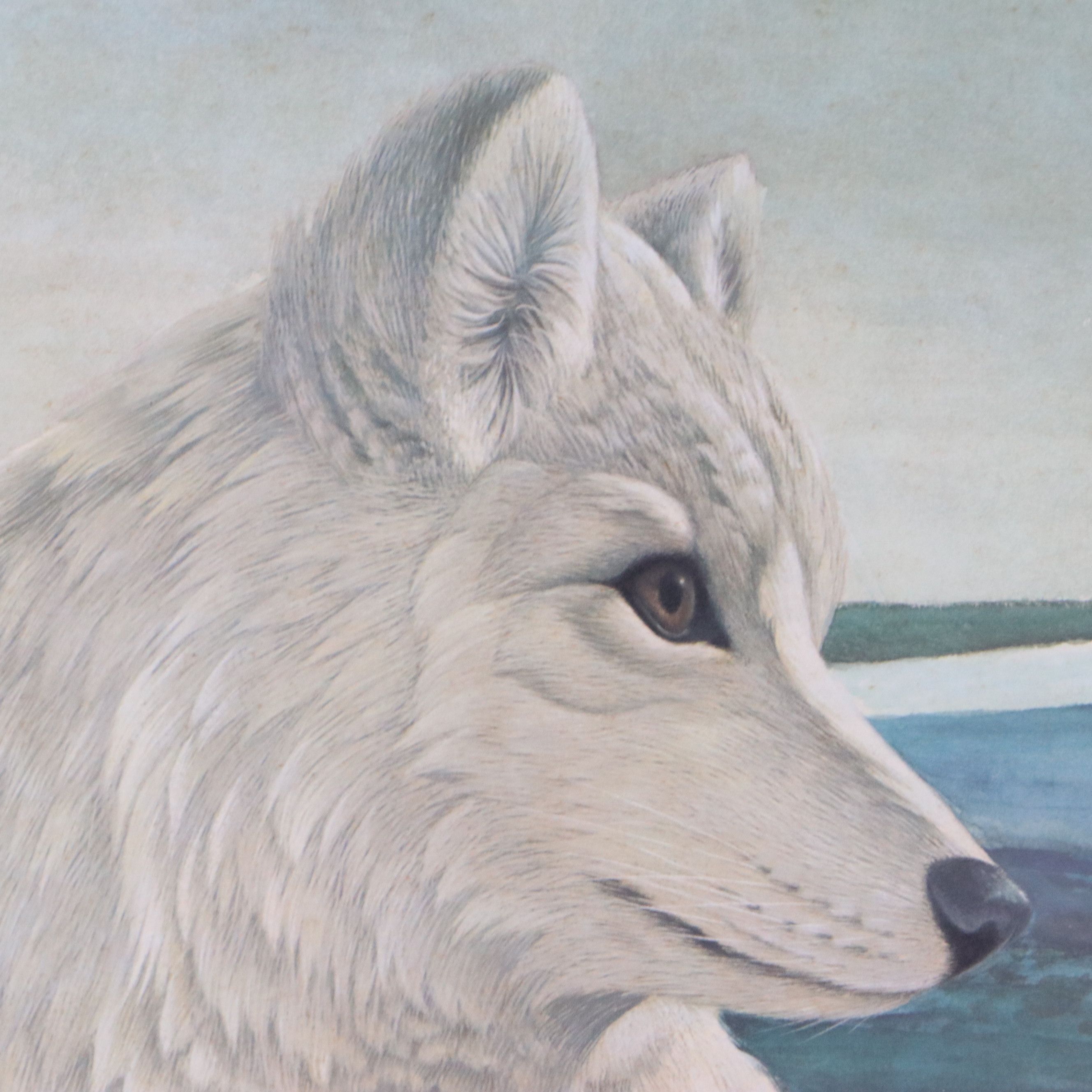 John A. Ruthven Offset Lithograph "Arctic Fox"