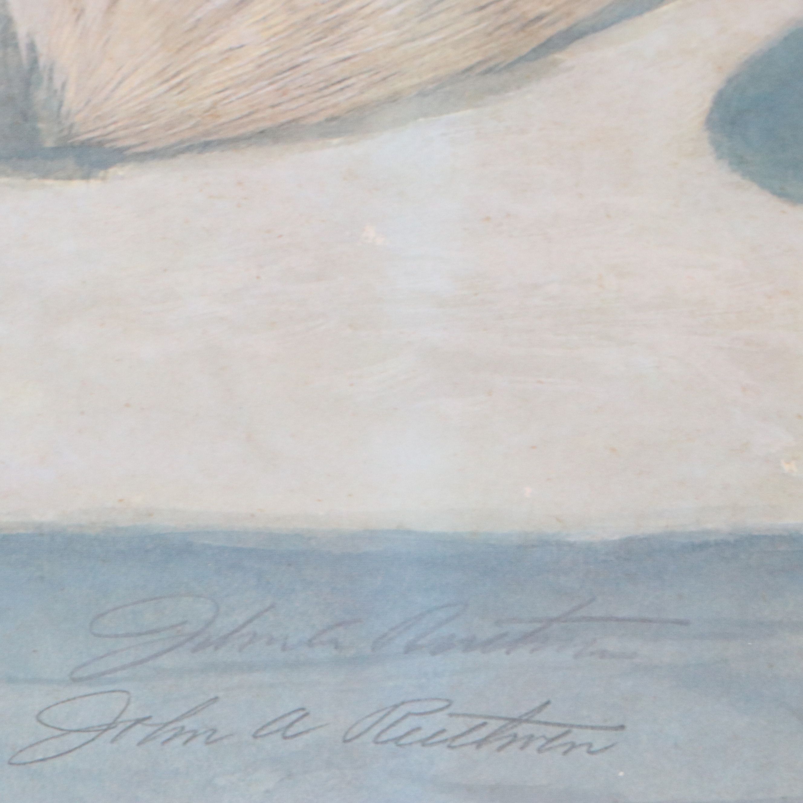 John A. Ruthven Offset Lithograph "Arctic Fox"