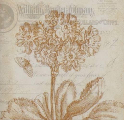 Indianara Offset Lithograph After Crispijn de Passe "Auricula ursi (Bear's Ear)"