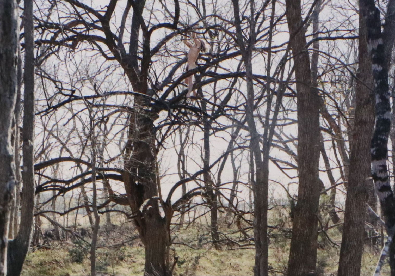 Justine Kurland Chromogenic Print "Tree Climber," 2003